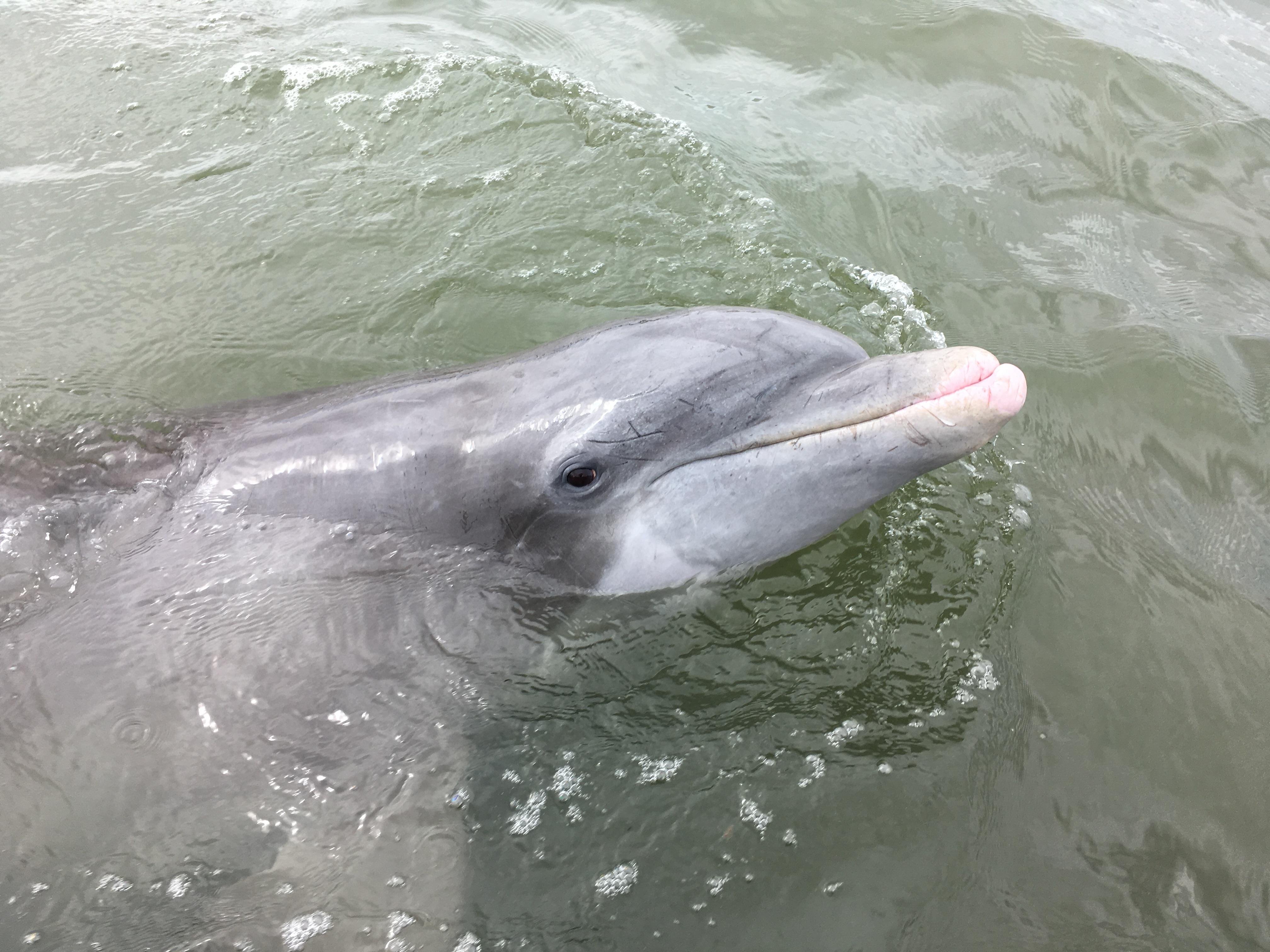 Broad Creek Dolphin & Wildlife Exploration