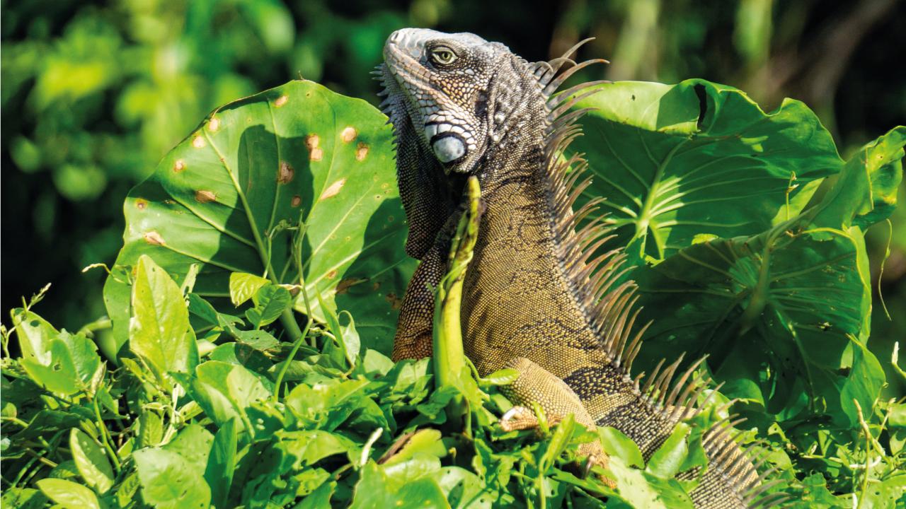 Panama Canal Wildlife Safari: Monkeys, Sloths & Rainforest