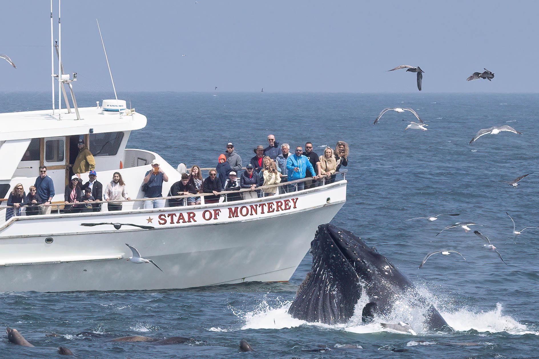 Monterey: Monterey Bay Dolphin and Whale Watching Boat Tour - 2026 (Verified Reviews)