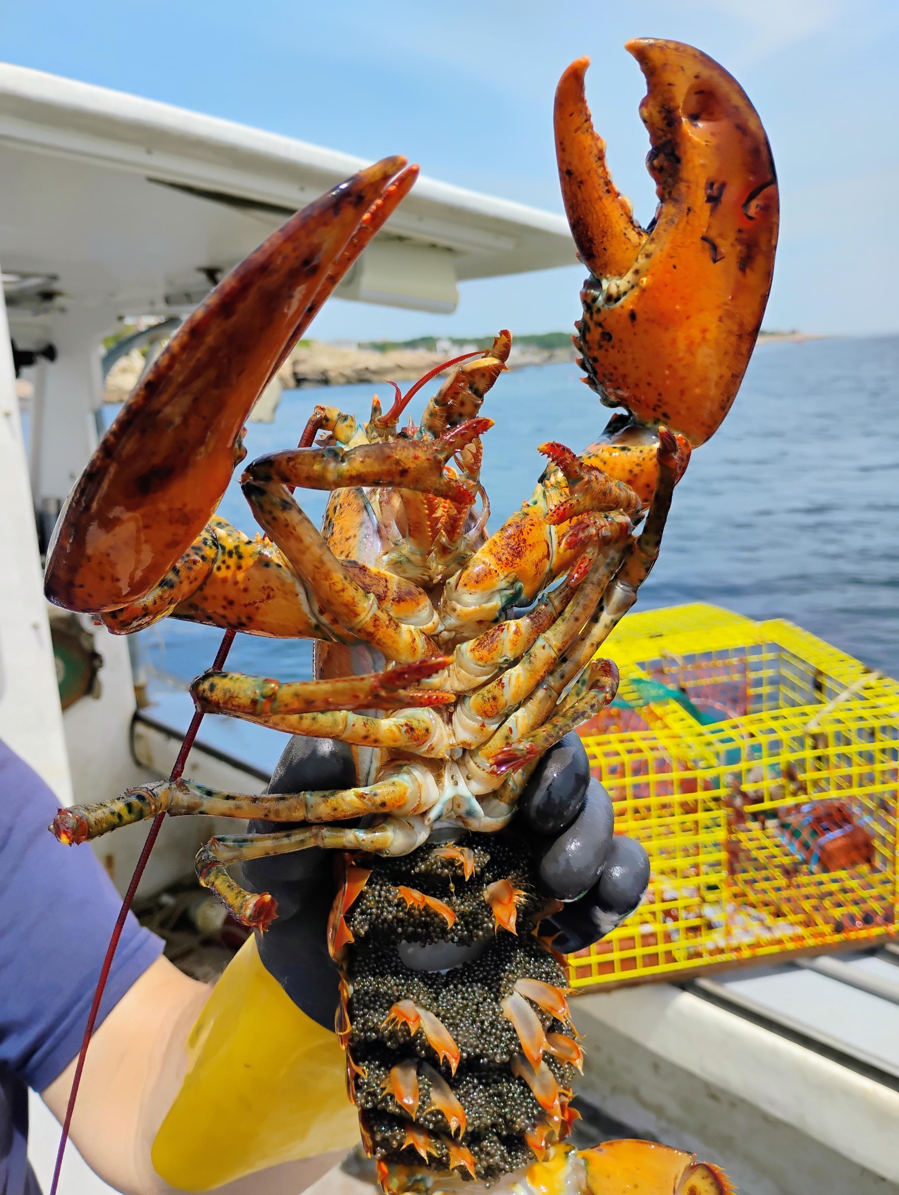 Sandy Bay Lobster Boat & Seal Watching Tour