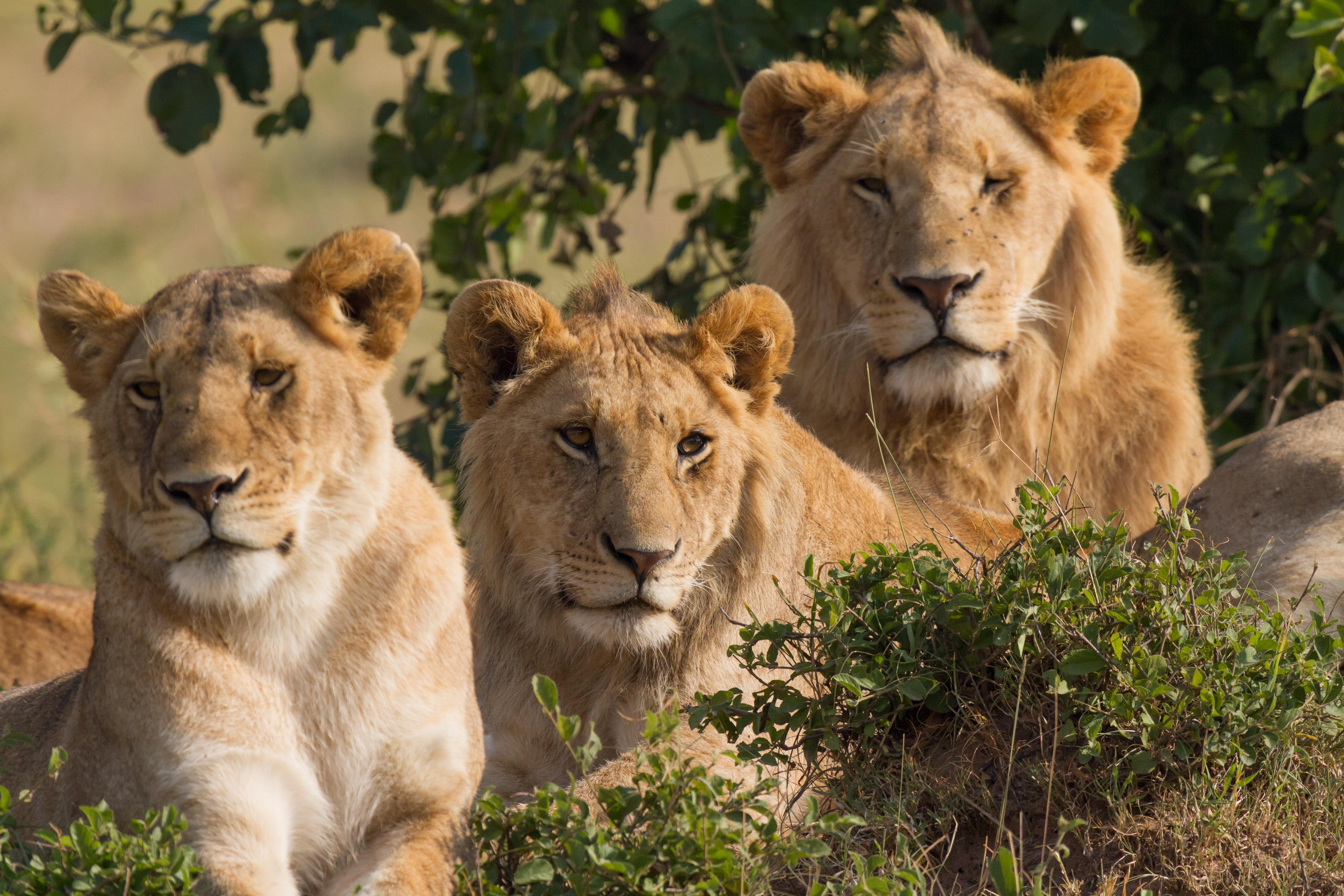 3-Day Maasai Mara Safari by 4WD Landcruiser from Nairobi