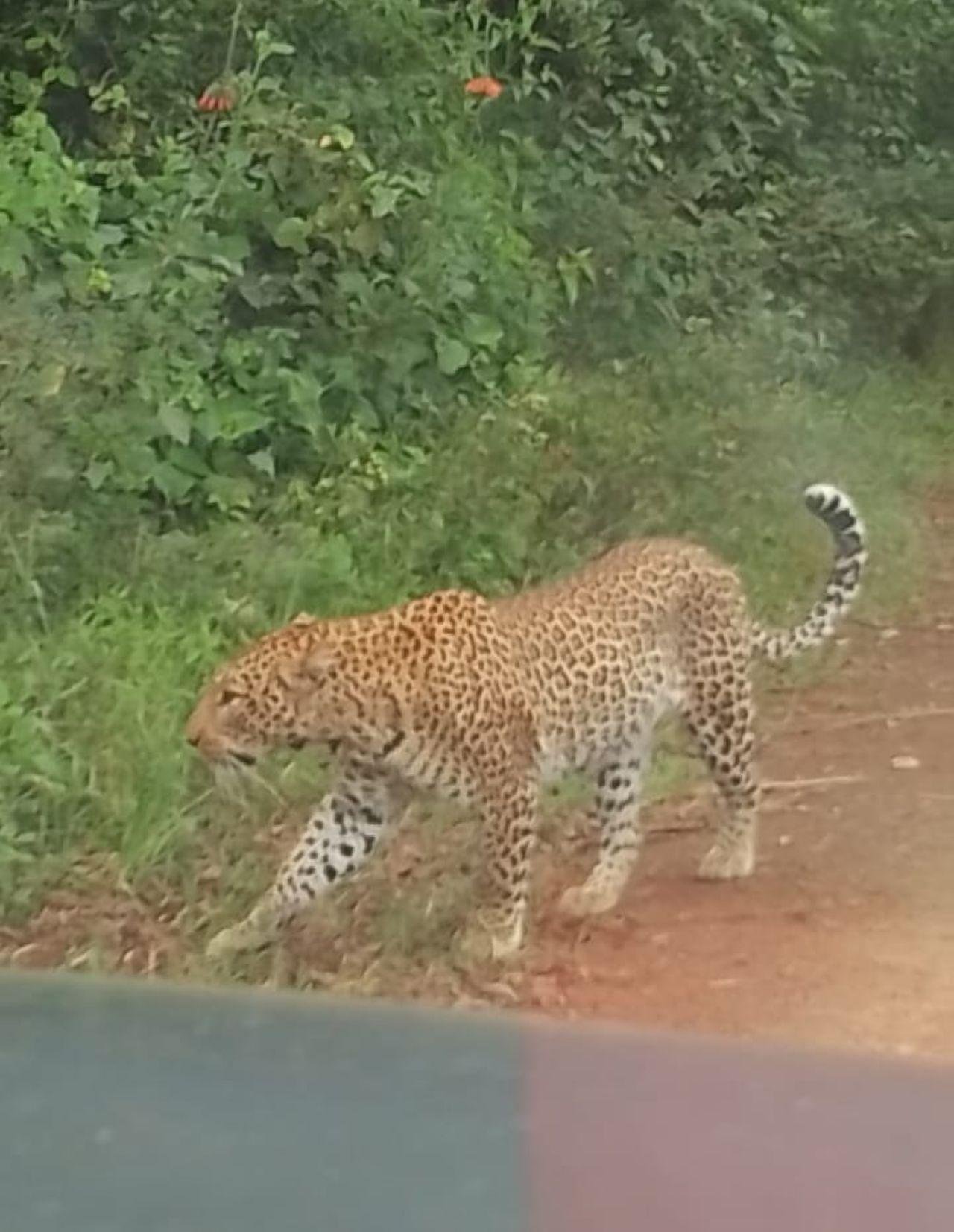 Nairobi Safari: National Park, Elephant Orphanage & Giraffe Center