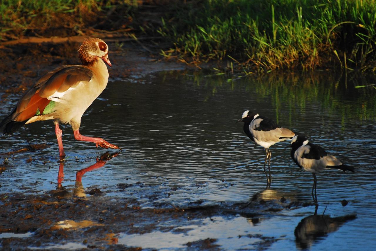 Karura Forest: Immersive Nature & History Walking Tour