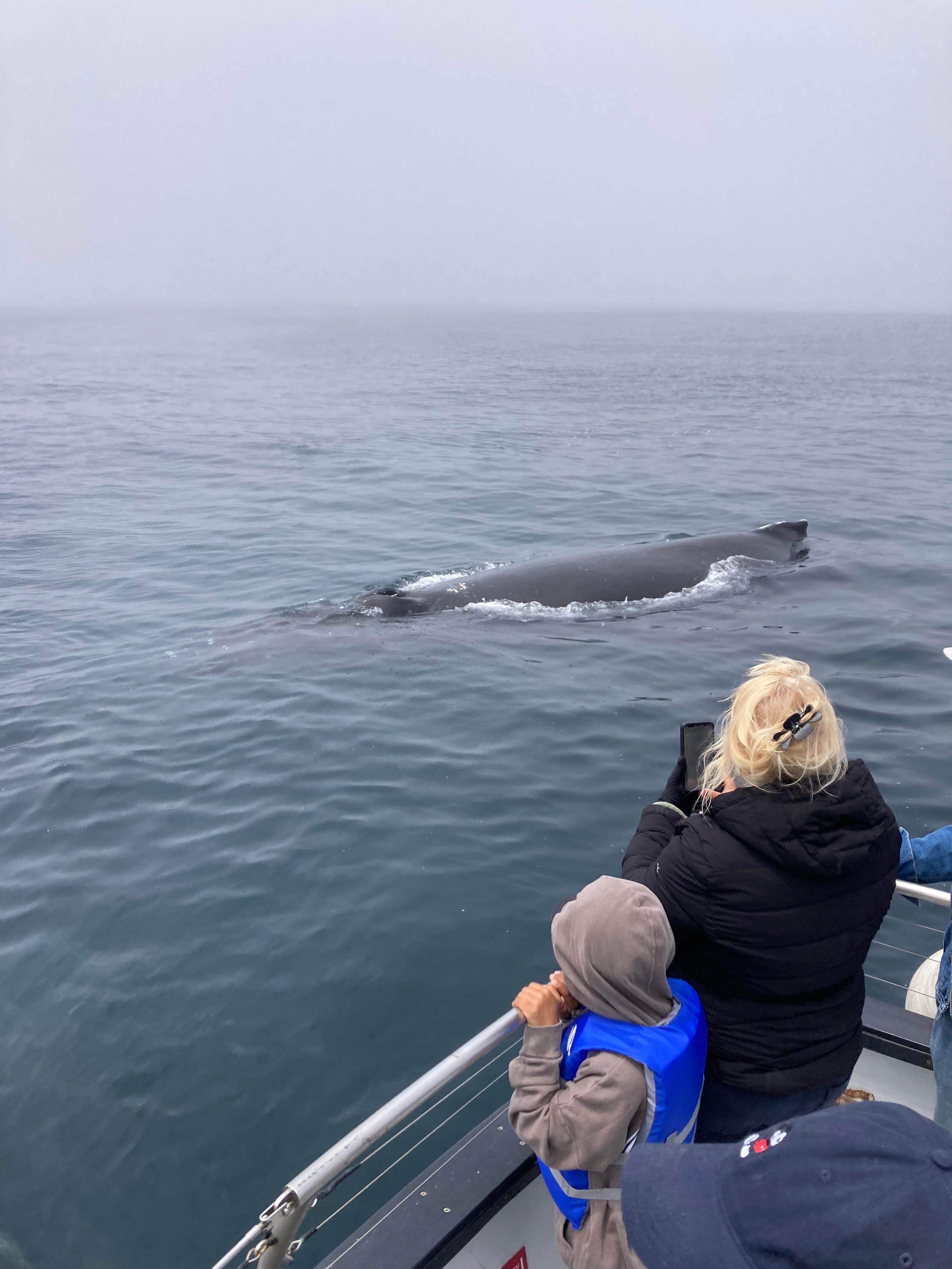 Morro Bay: Whale Watching with Lost Isle Adventures