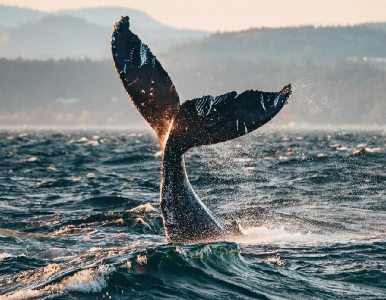 Vancouver whale watching tour — orcas and marine wildlife in the Salish Sea — image 14