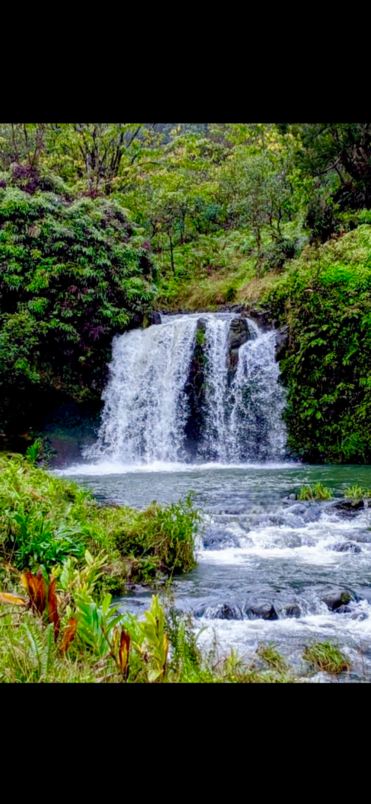 Maui: Small-Group Road to Hāna Sightseeing Tour - 2026 (Verified Reviews)