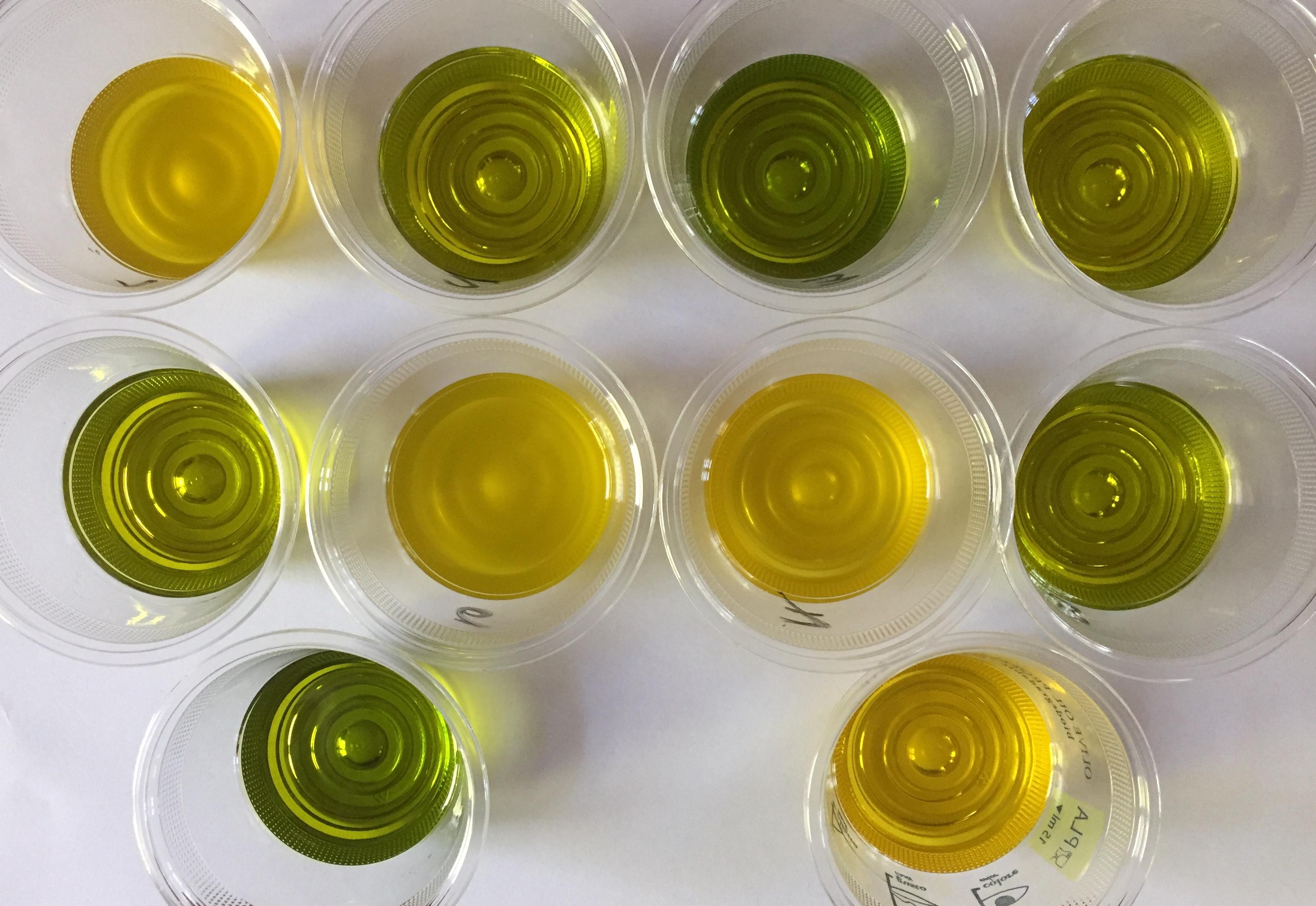 olive oil tasting in Valencia — photo 3
