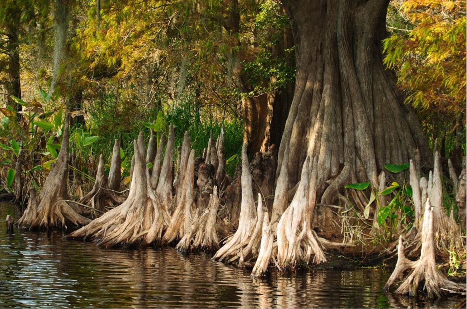 Central Florida Everglades Airboat Adventure & Wildlife Park