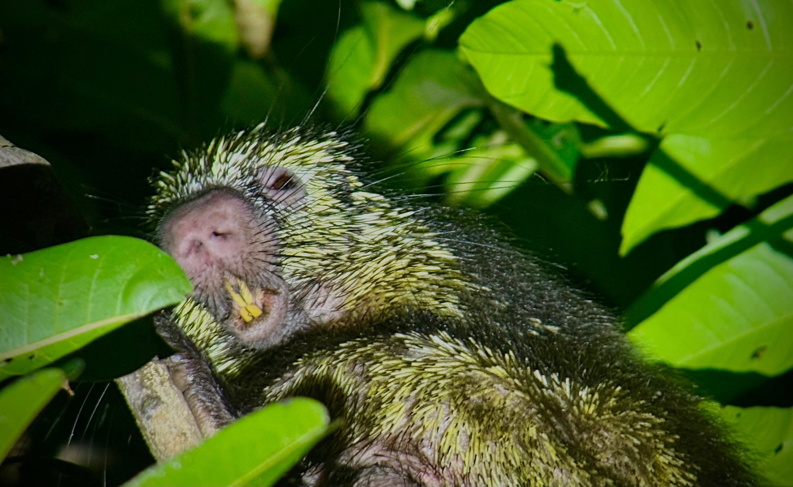 Manuel Antonio Night Wildlife Walk with Expert Naturalist