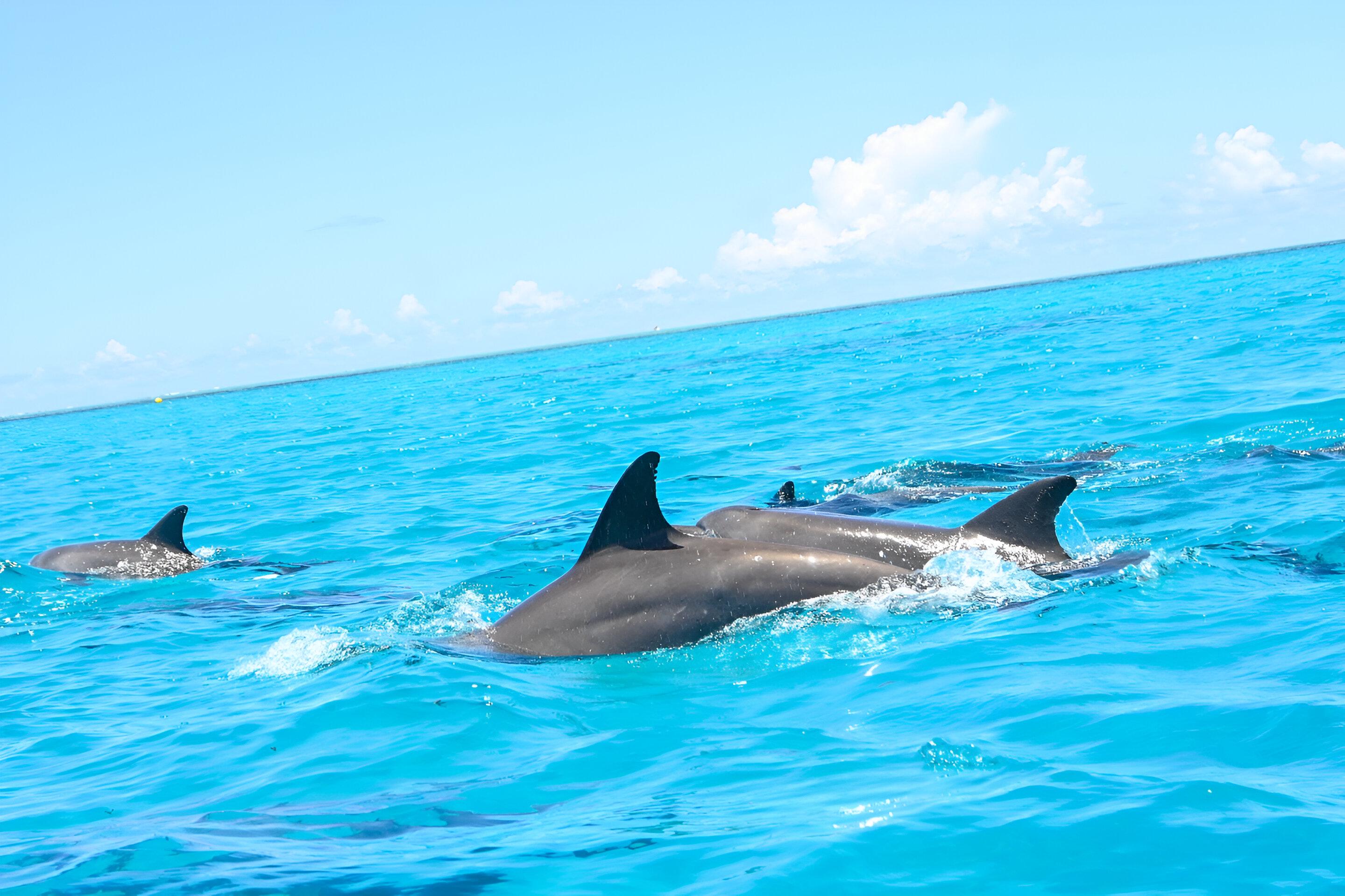 Mnemba Island Dolphin Swim & Snorkeling Adventure