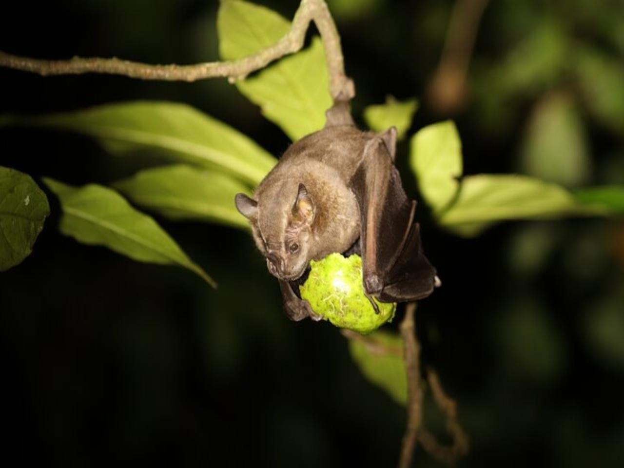 Monteverde 4-in-1: Coffee, Tastings & Night Forest Walk