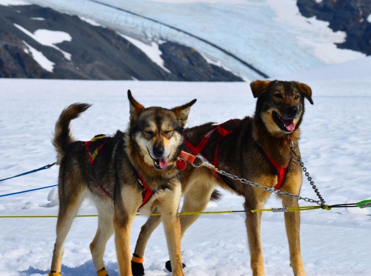 dog sledding in Seward — Seward, Alaska: Helicopter Glacier Dog Sledding Adventure - 2026 (Verified Reviews)
