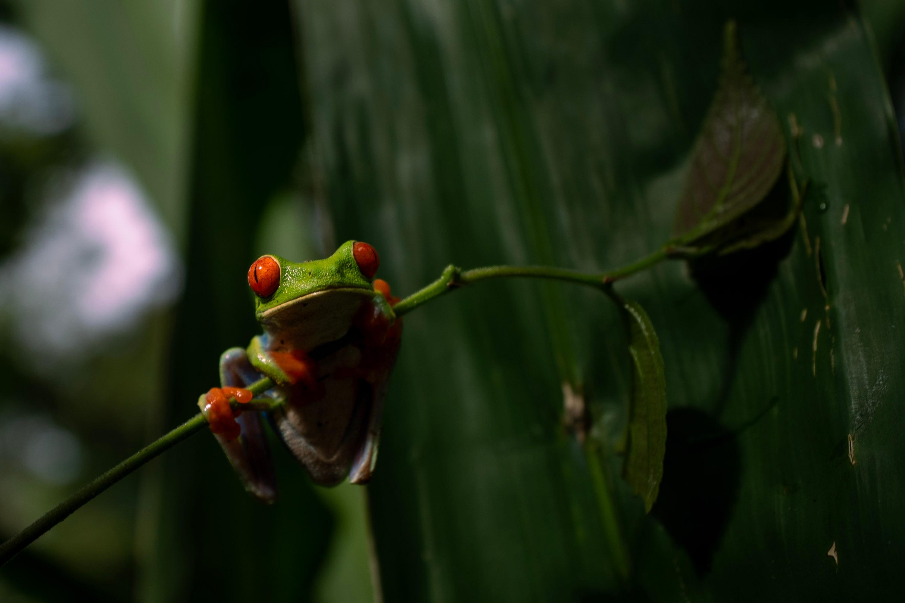 La Fortuna Bogarin Trail: Expert-Led Sloth & Wildlife Walk