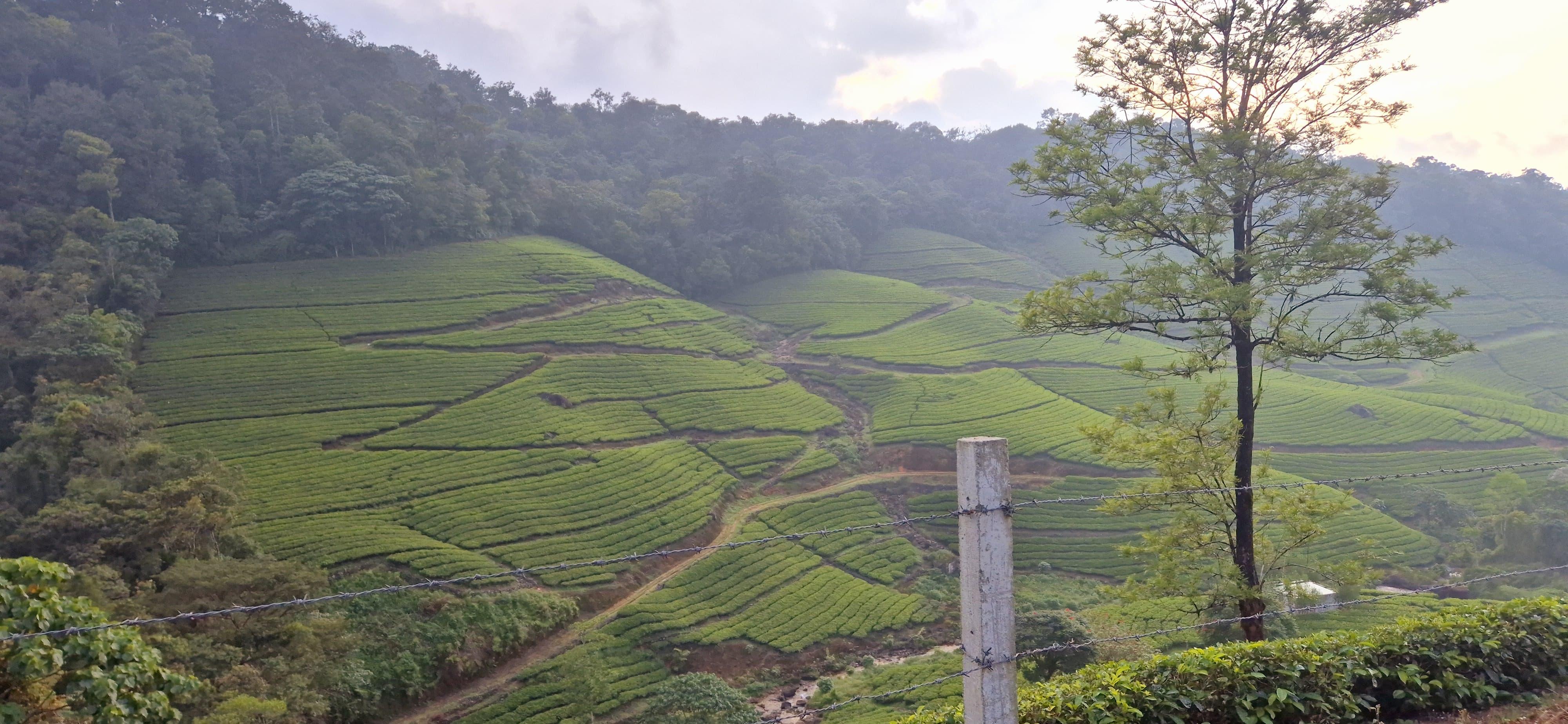 Munnar Wild Elephant Jeep Safari & Waterfall Tour