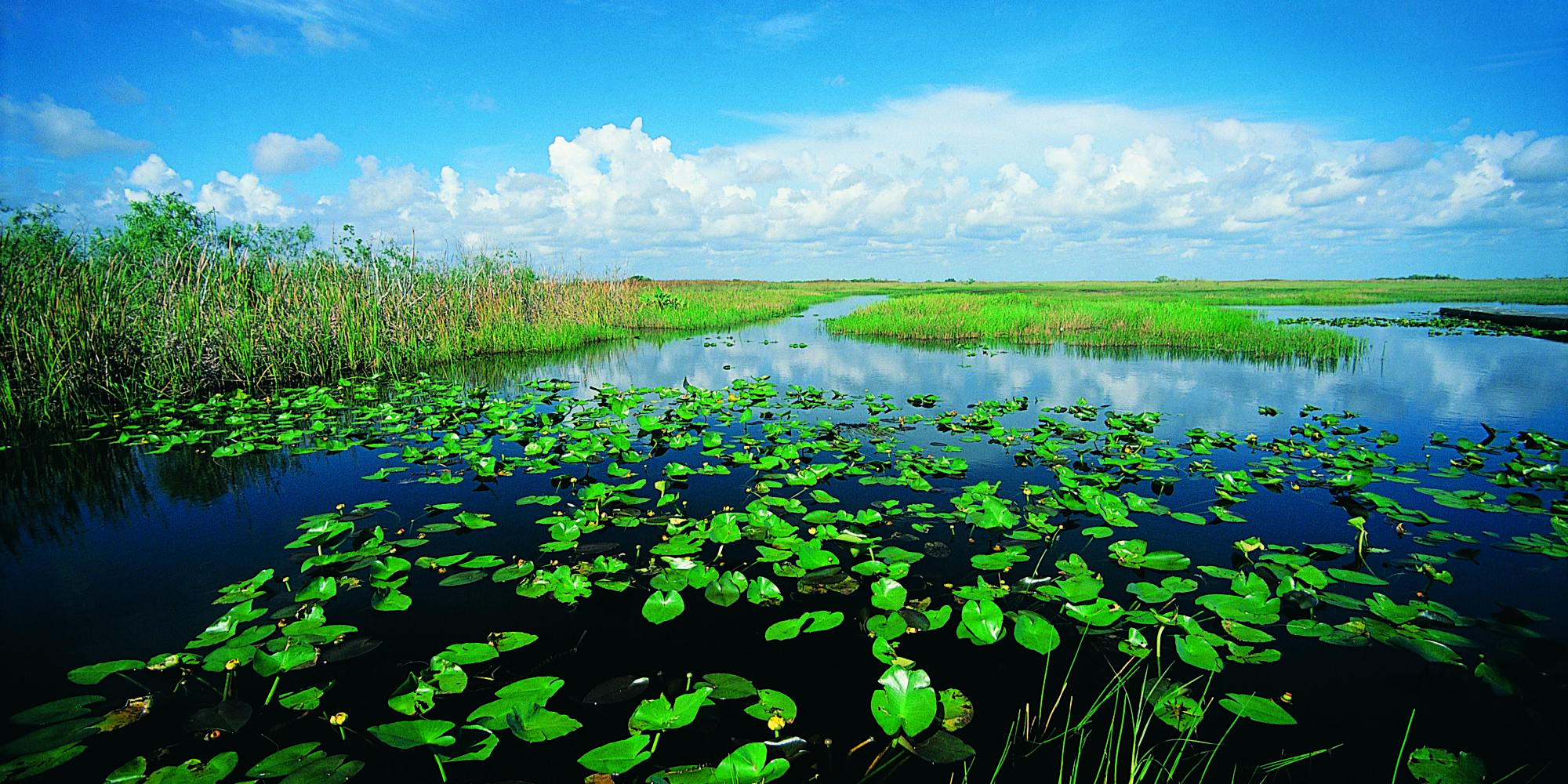 Everglades airboat tour from Miami — image 5