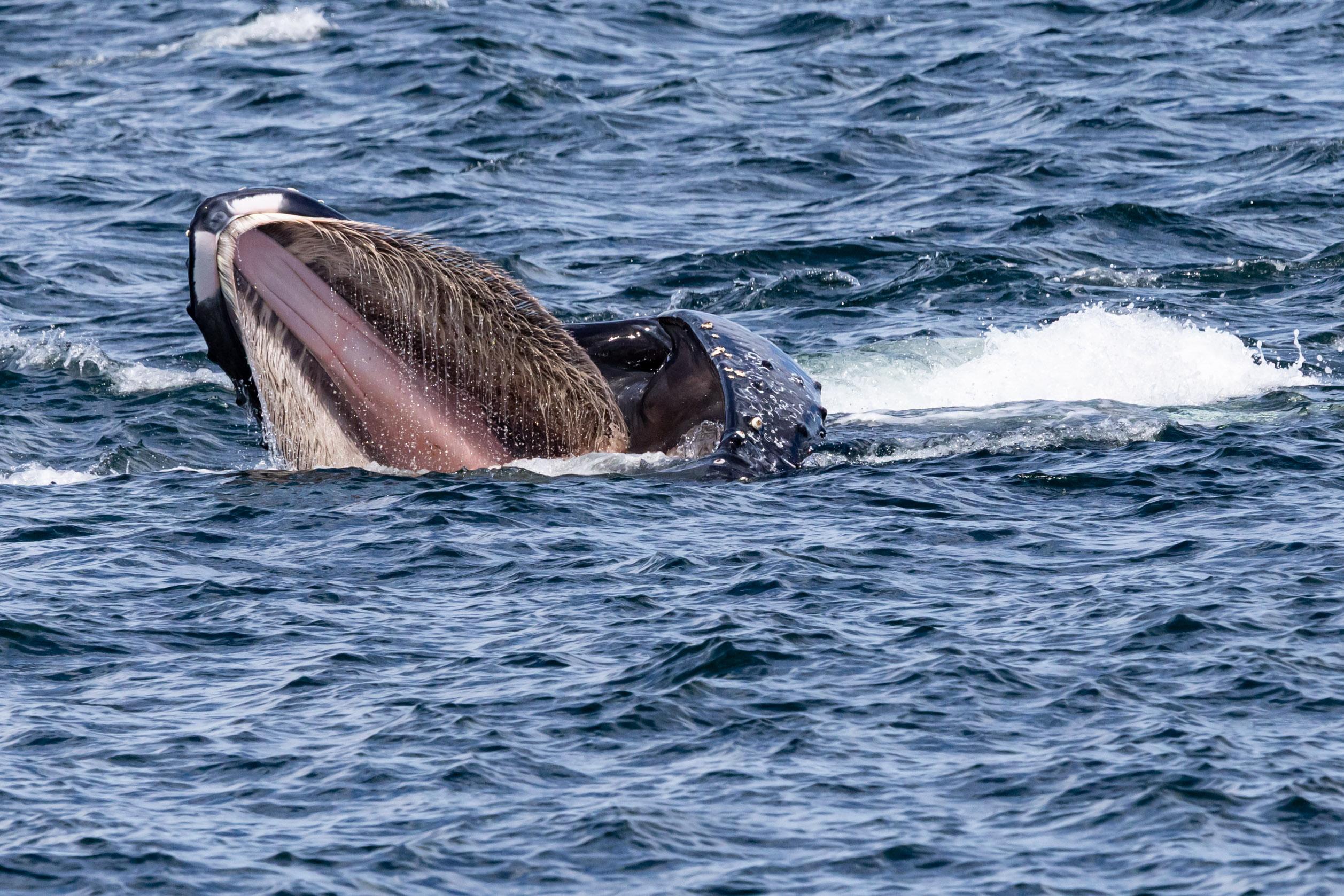 Seattle: Indigenous-Led Whale Watching Tour with Tea Tasting