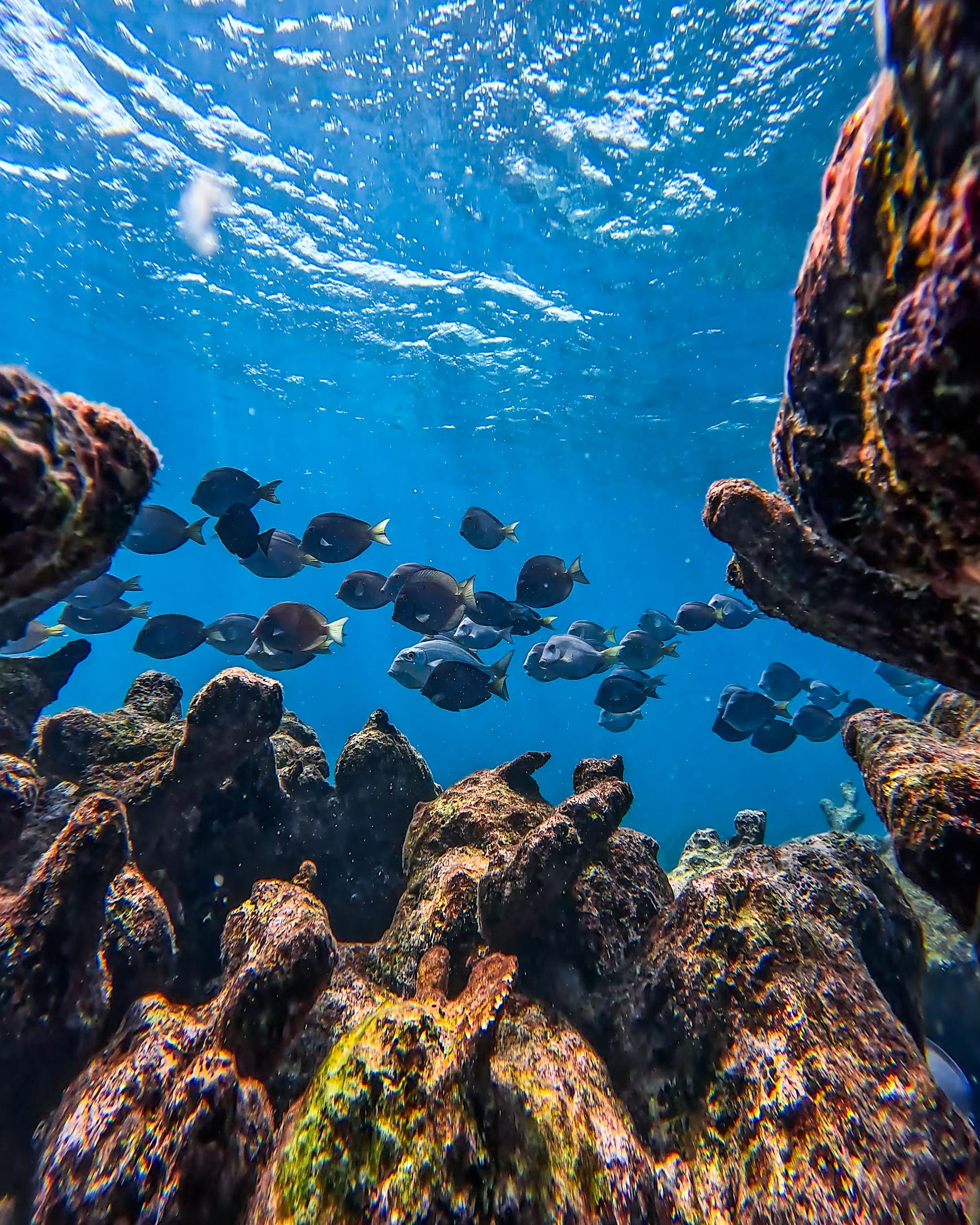 Tulum Reef Snorkeling: Two Sites in Two Hours