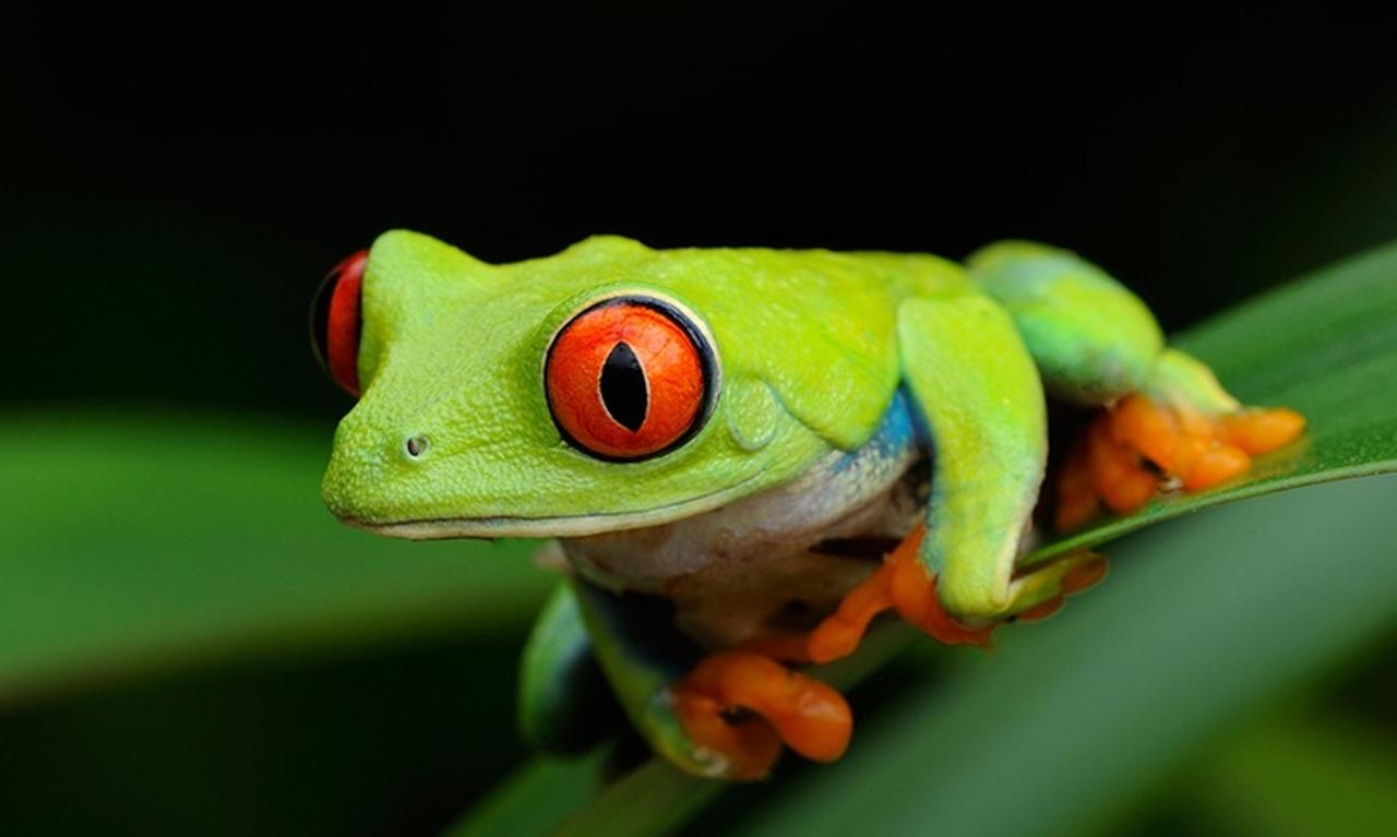 Night Walk Through Tortuguero Rainforest