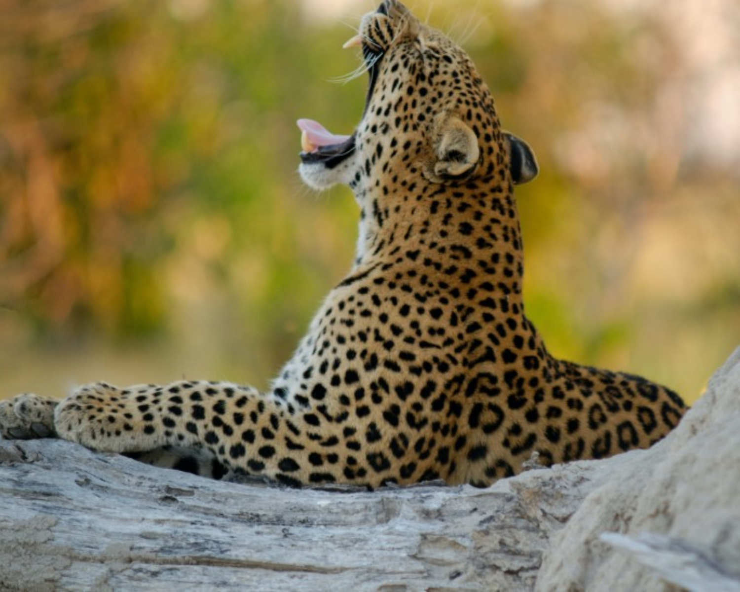 Jaipur Leopard Safari: Jhalana & Amargarh Private Day Tour