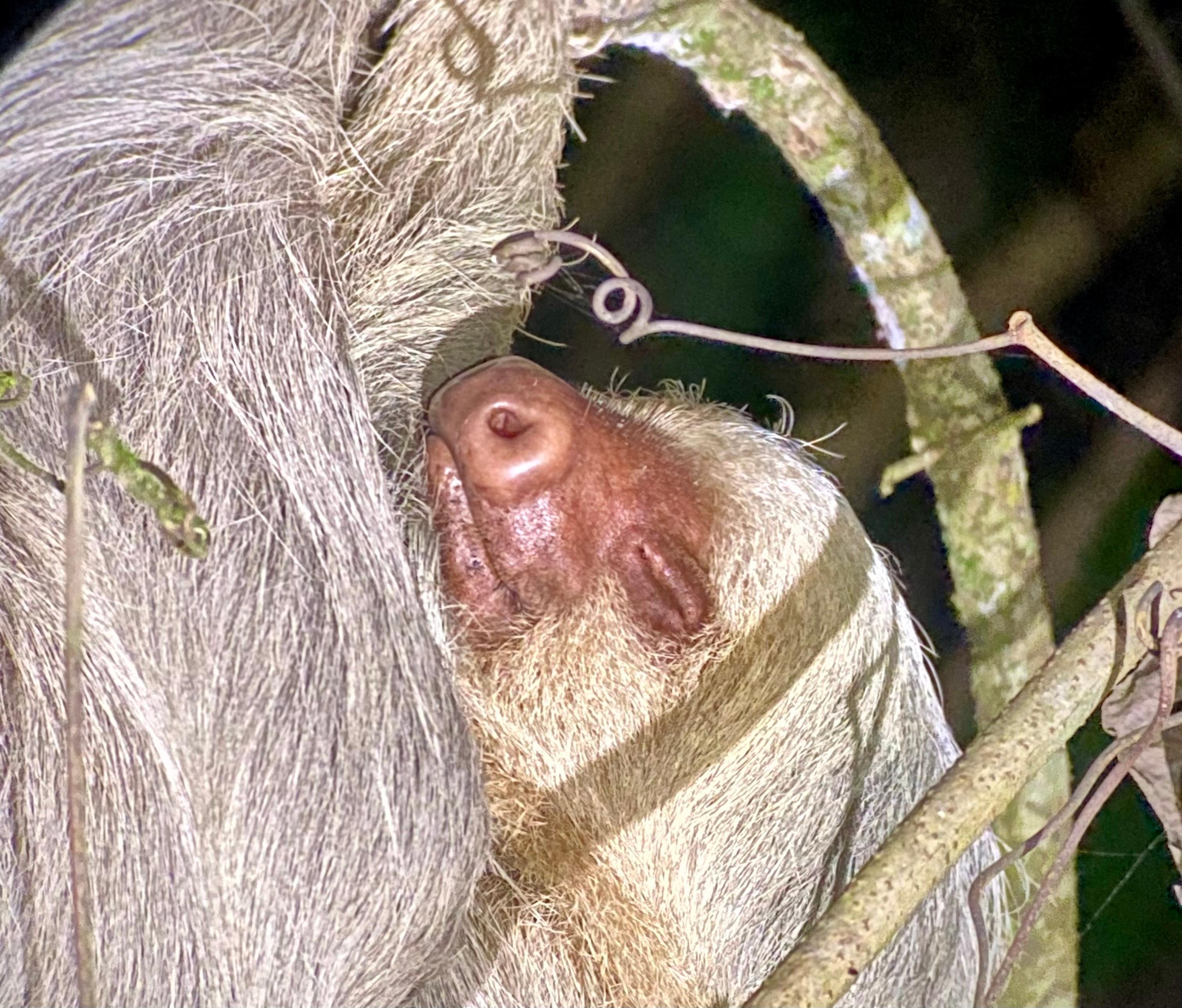Manuel Antonio Night Wildlife Walk with Expert Naturalist