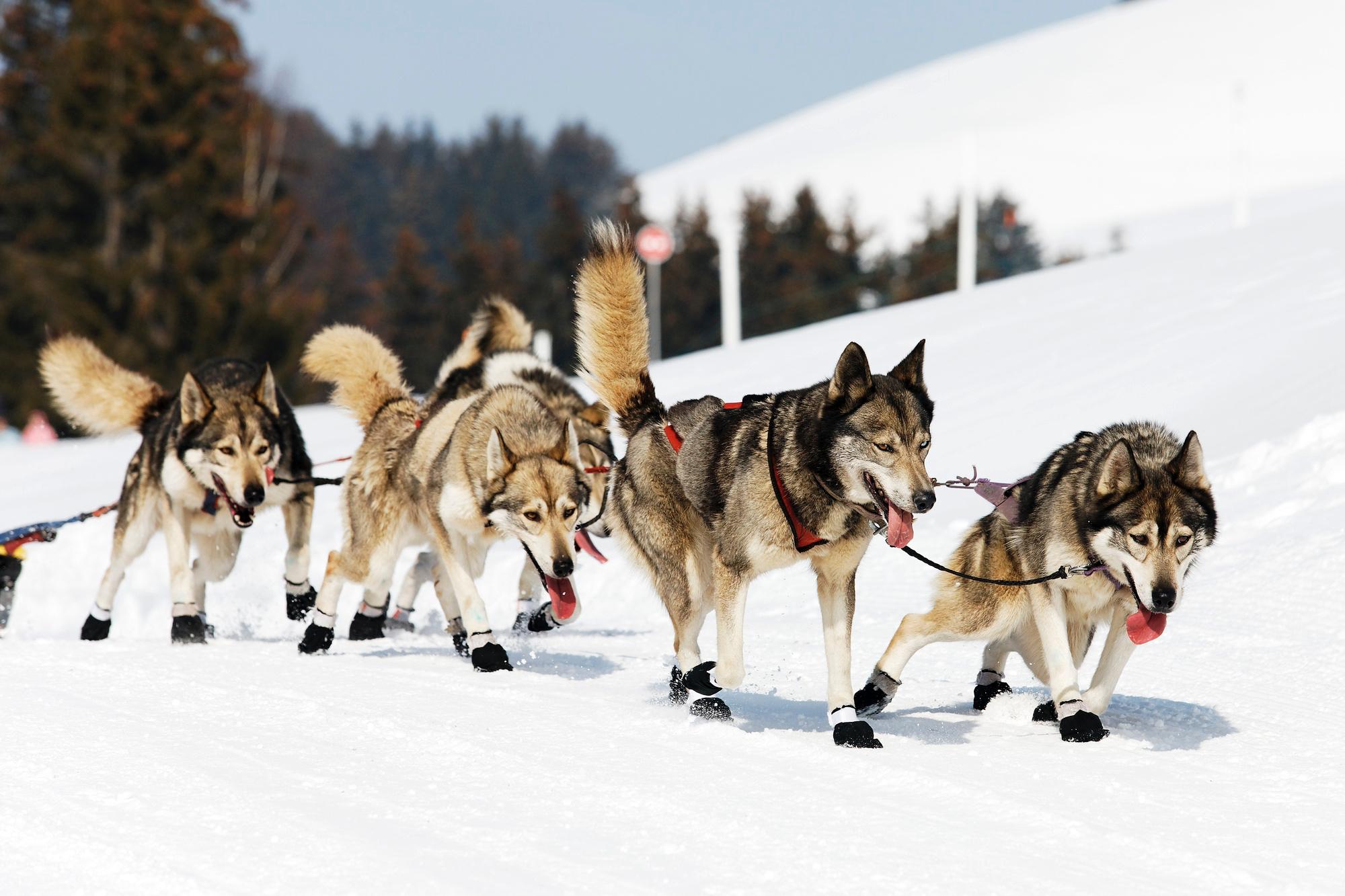 Rovaniemi Private Husky Safari with Sled Ride & Hot Drinks
