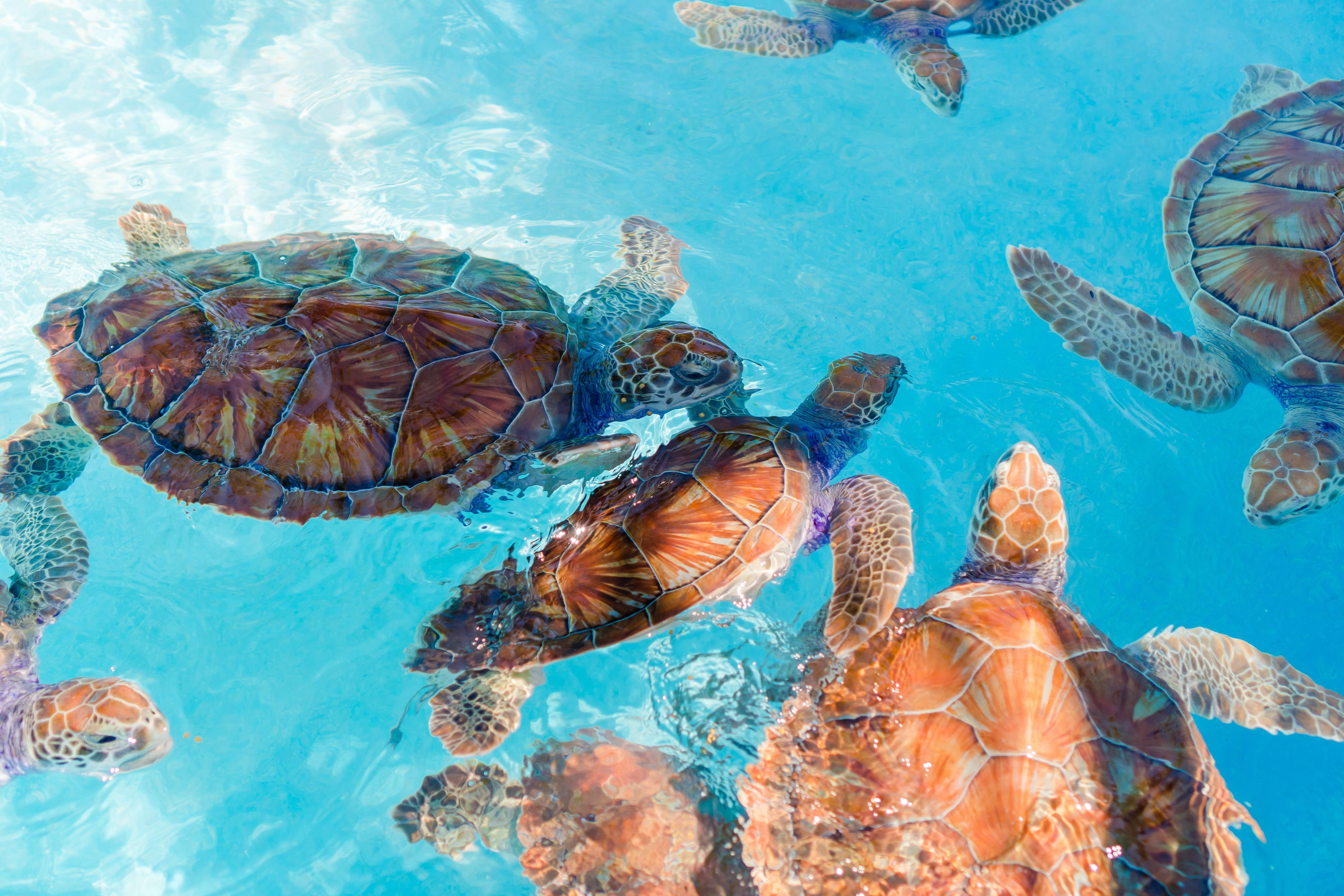Akumal Sea Turtle Snorkel Tour with Expert Guide