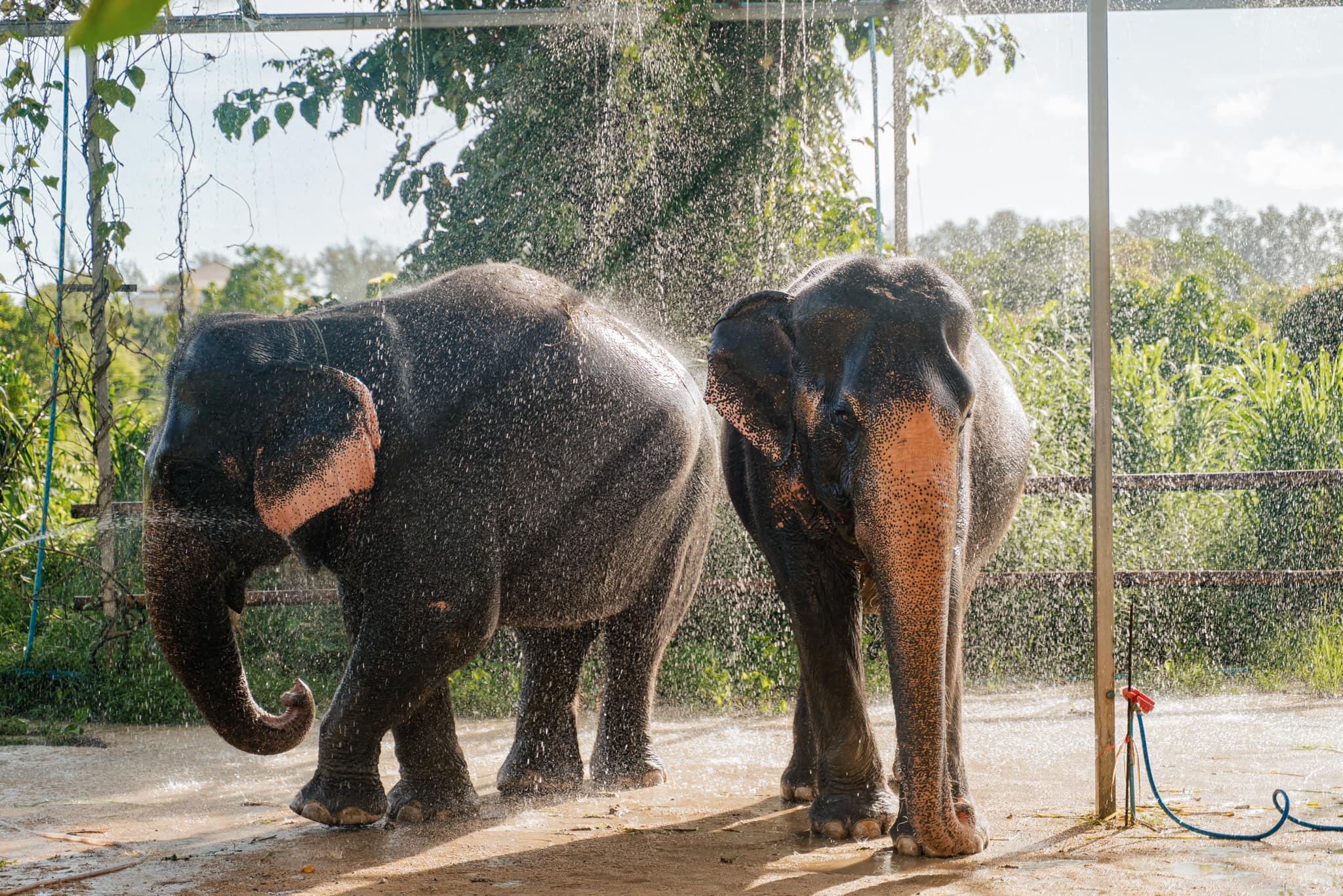 Ethical Elephant Sanctuary Experience with Mud Spa & Feeding