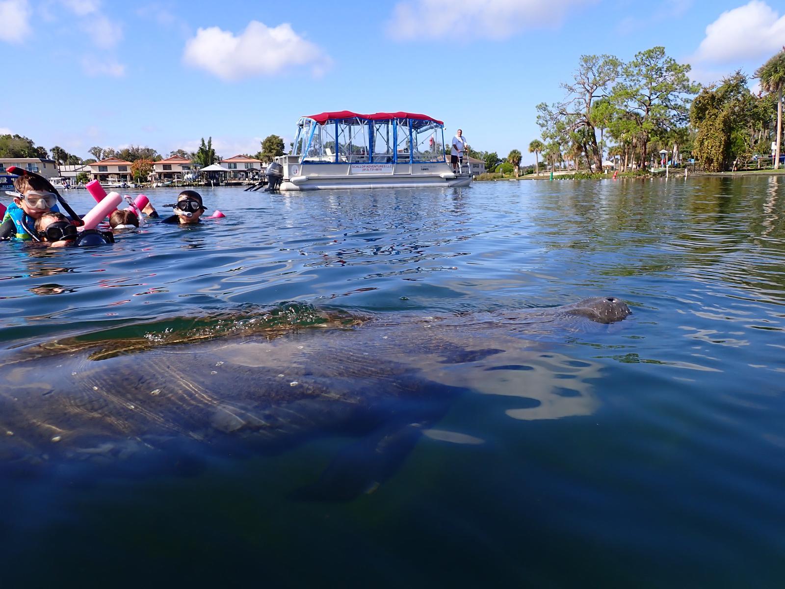 Swimmers floating near a manatee with a covered boat behind them