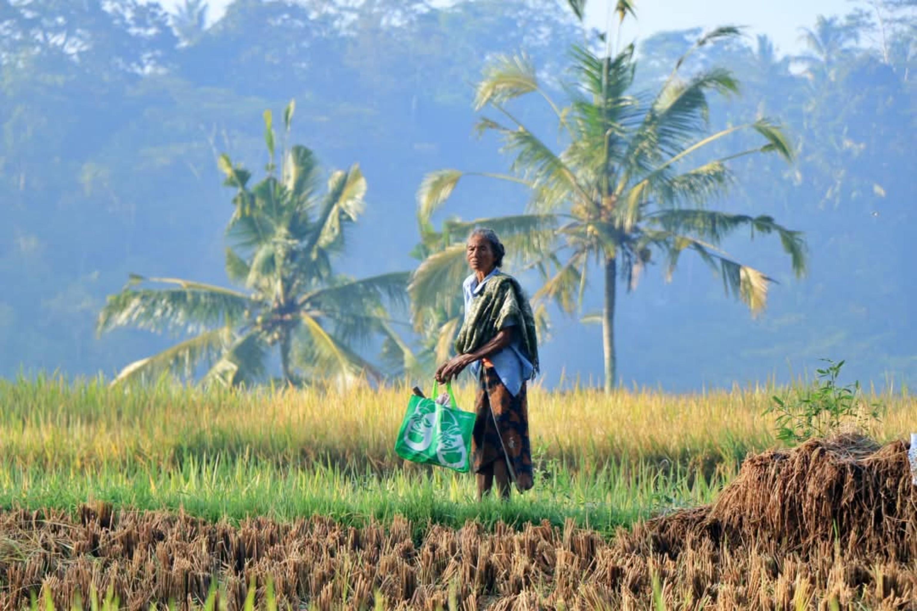 Ubud Cultural Discovery: Sacred Springs, Rice Terraces & Waterfalls