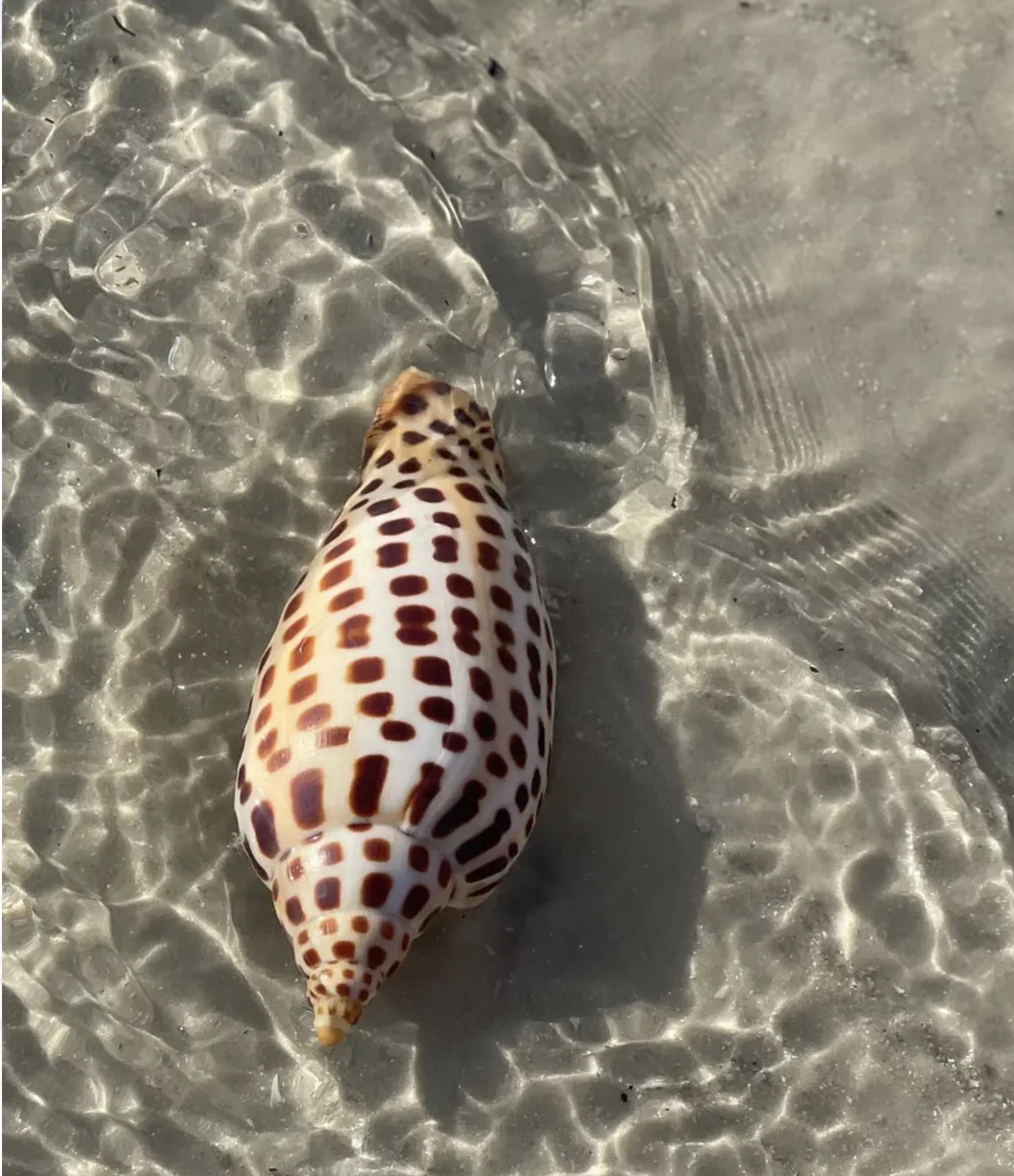 Ten Thousand Islands Shelling Expedition