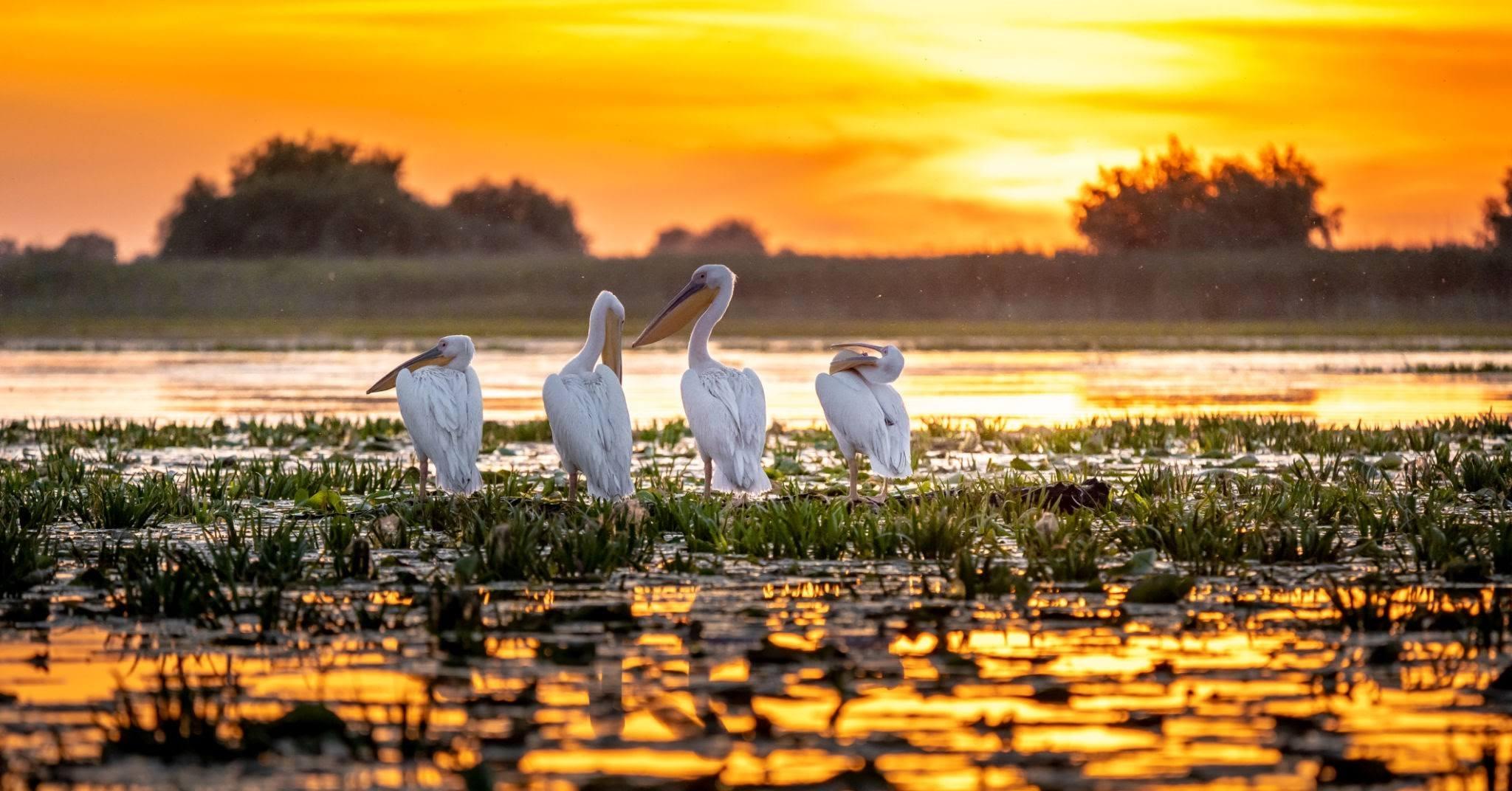 Danube Delta Wildlife & Nature Boat Tour