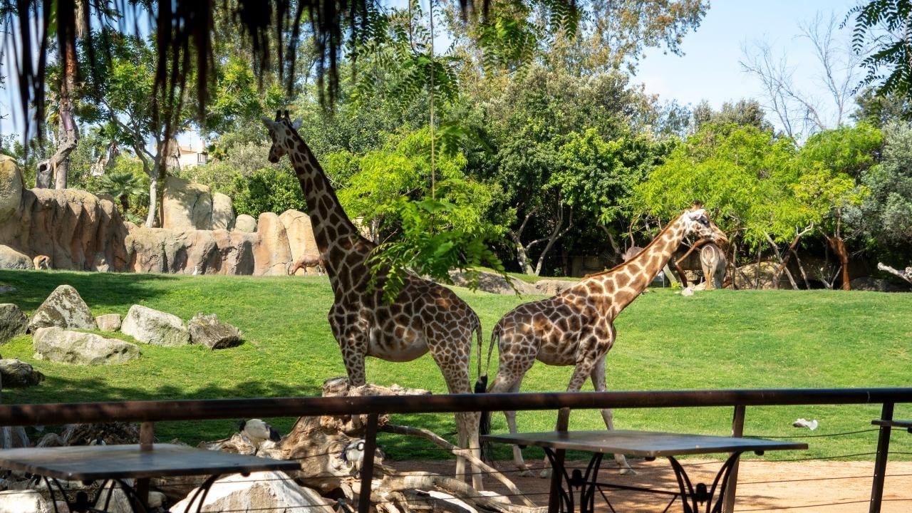 Bioparc Valencia Entry Ticket