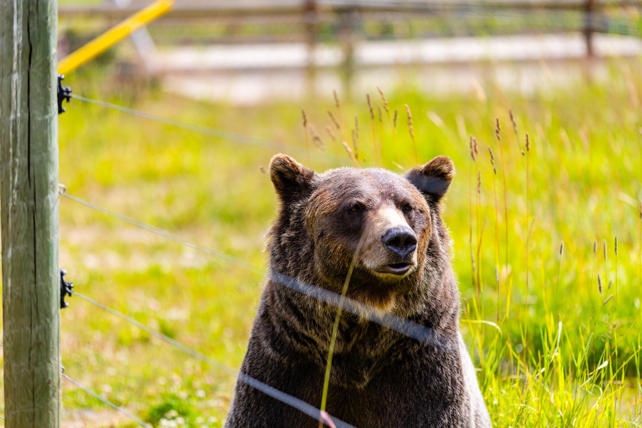 Banff Grizzly Bear Refuge Tour with Lunch