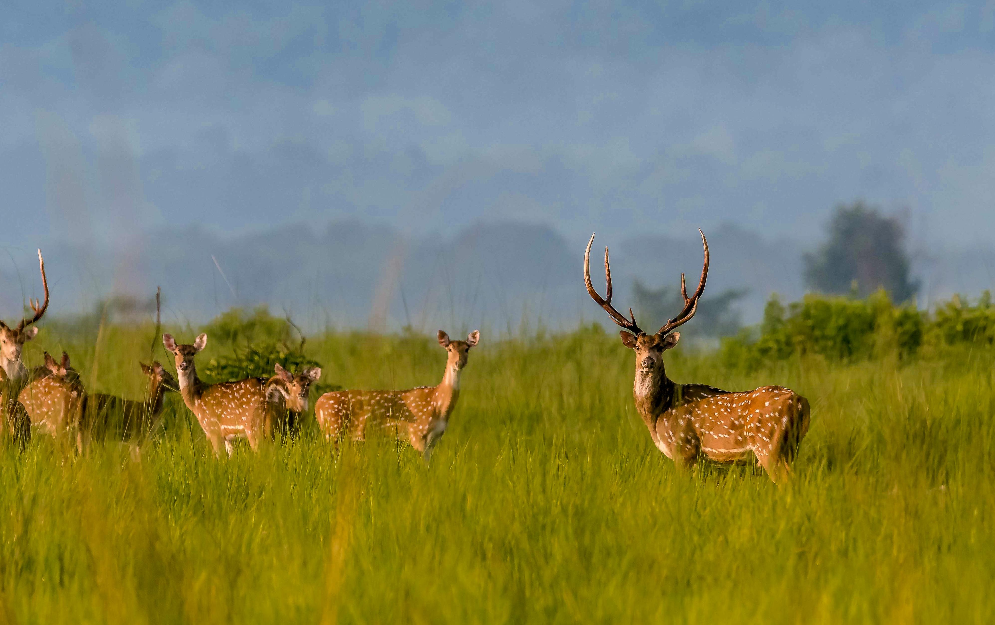 3-Day Chitwan National Park Wildlife Safari from Kathmandu or Pokhara