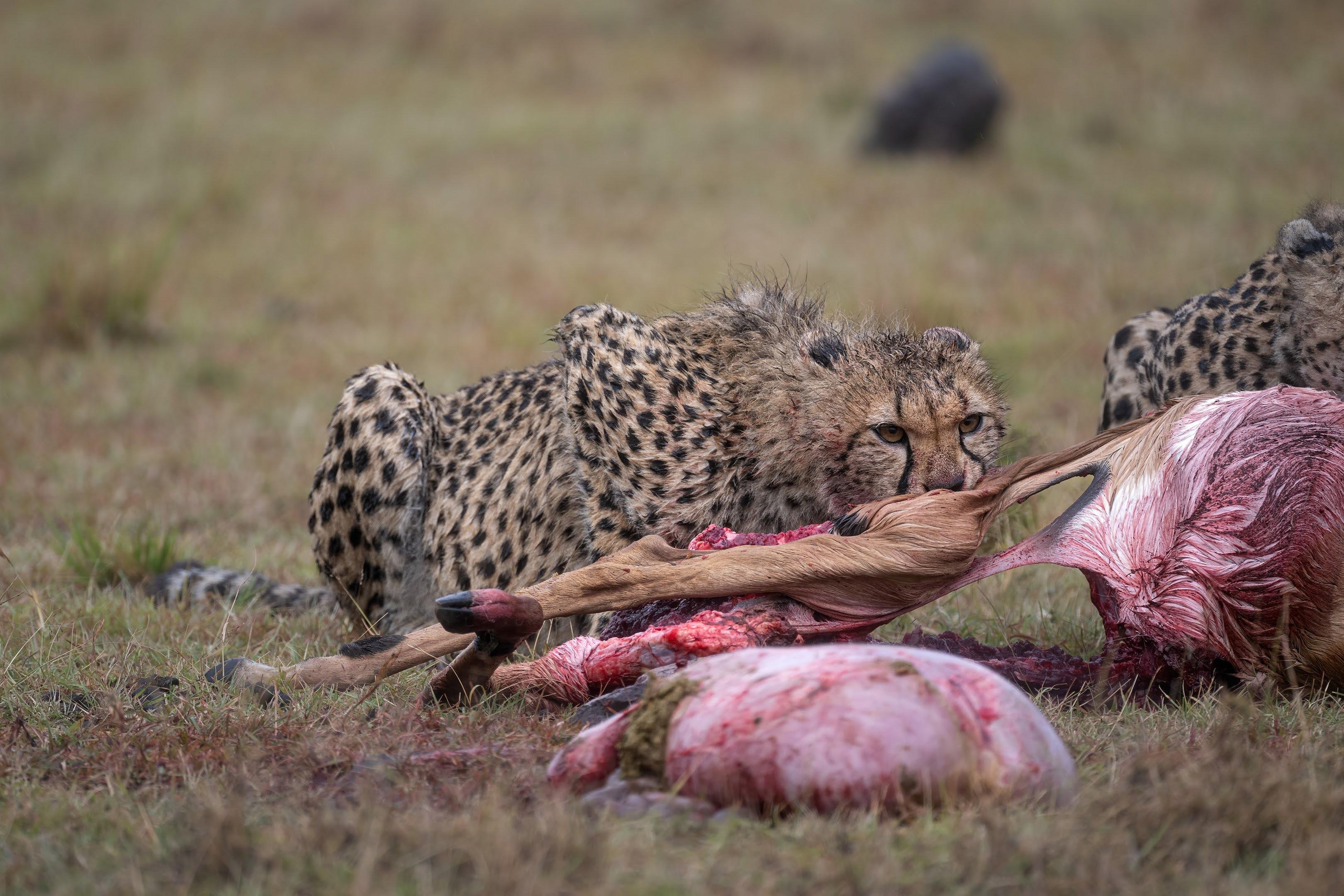 Maasai Mara Express: 1-Day Safari from Nairobi