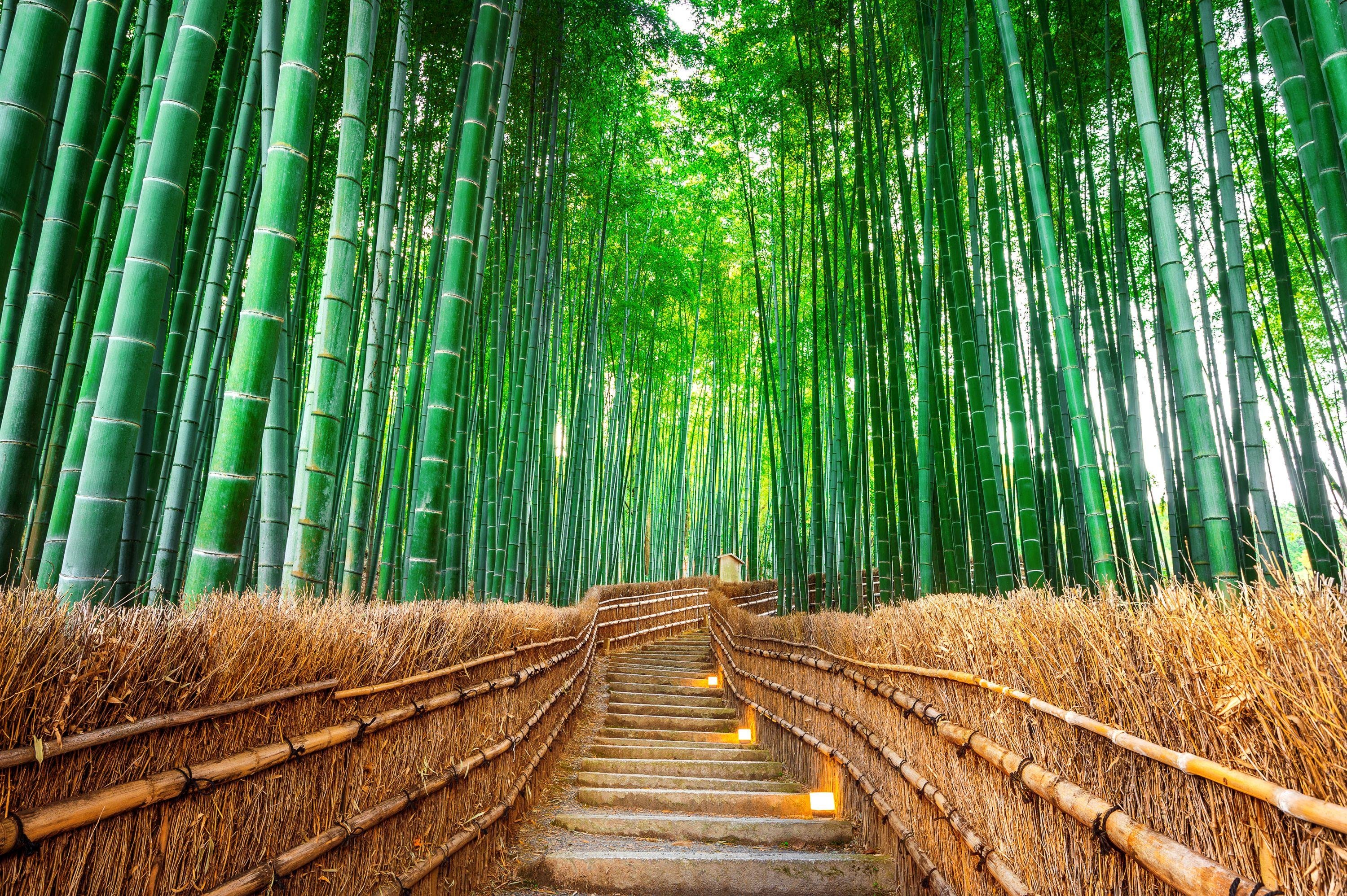 Osaka: Best of Kyoto & Nara Group Tour with 2 Iconic Routes