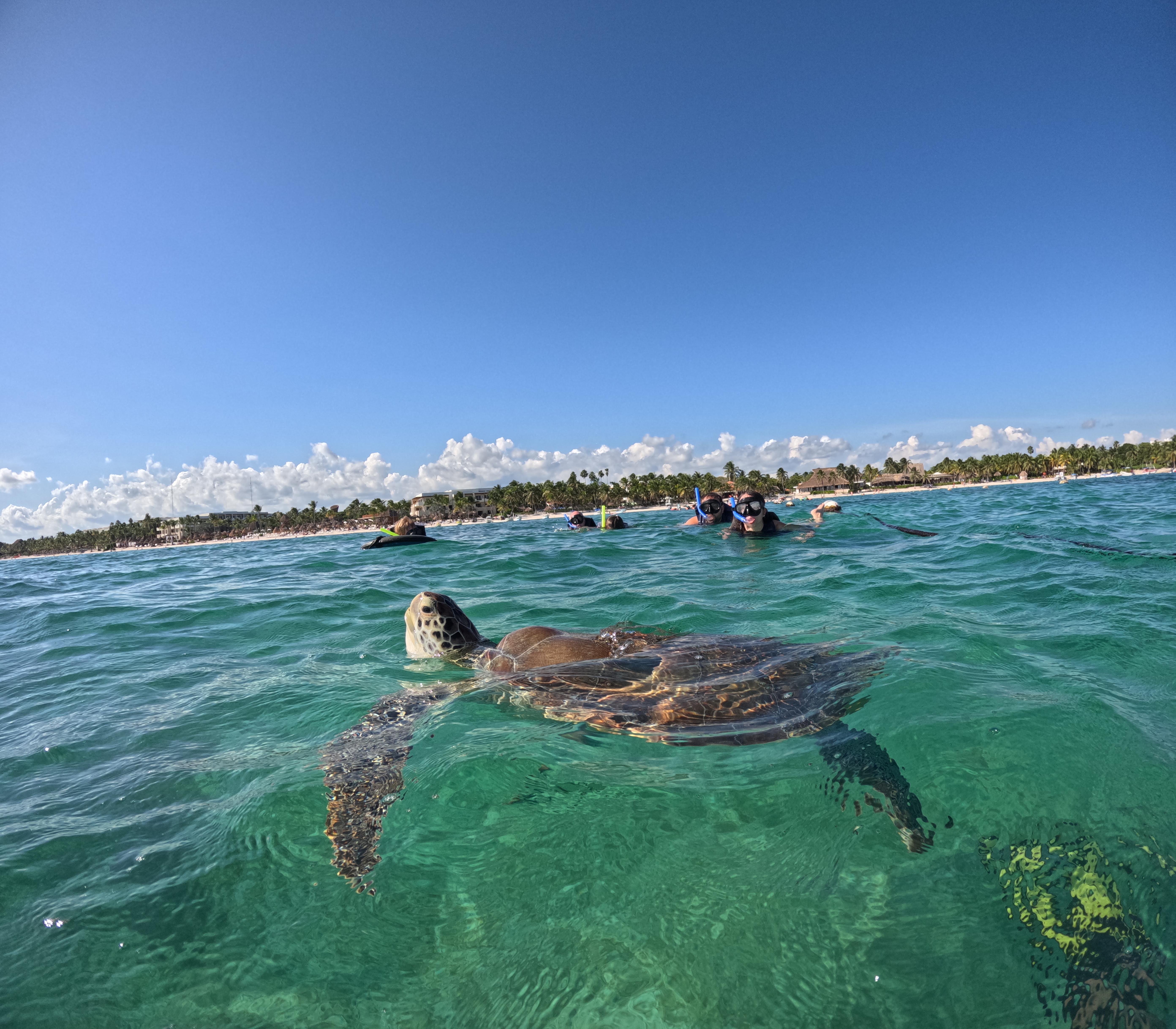 Akumal Bay VIP Turtle Snorkel with GoPro Photos