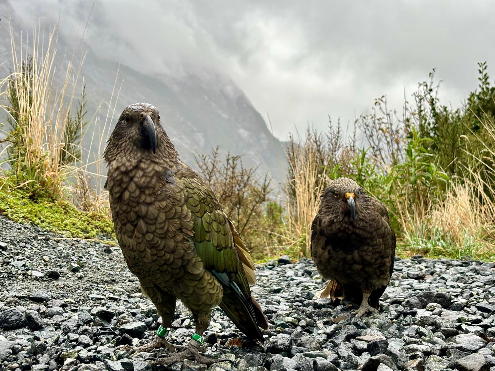 Milford Sound Small-Group Day Tour from Queenstown with Cruise & Lunch