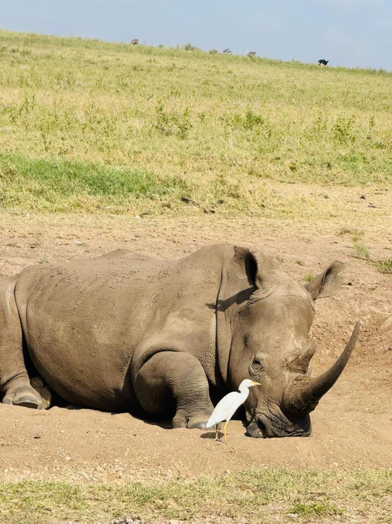 Nairobi National Park 5-Hour 4x4 Wildlife Safari