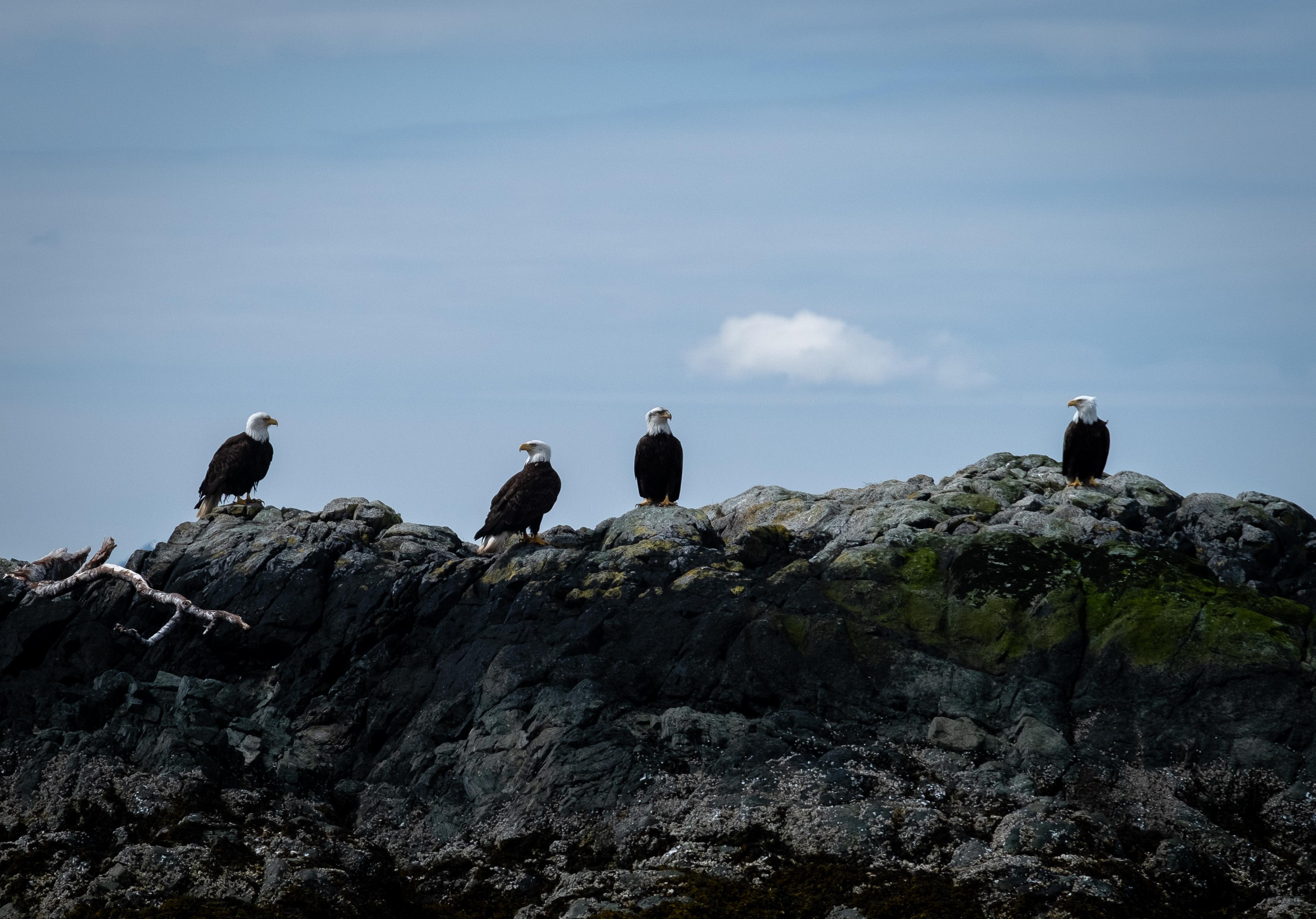 Lighthouse, totems and eagles excursion from Ketchikan