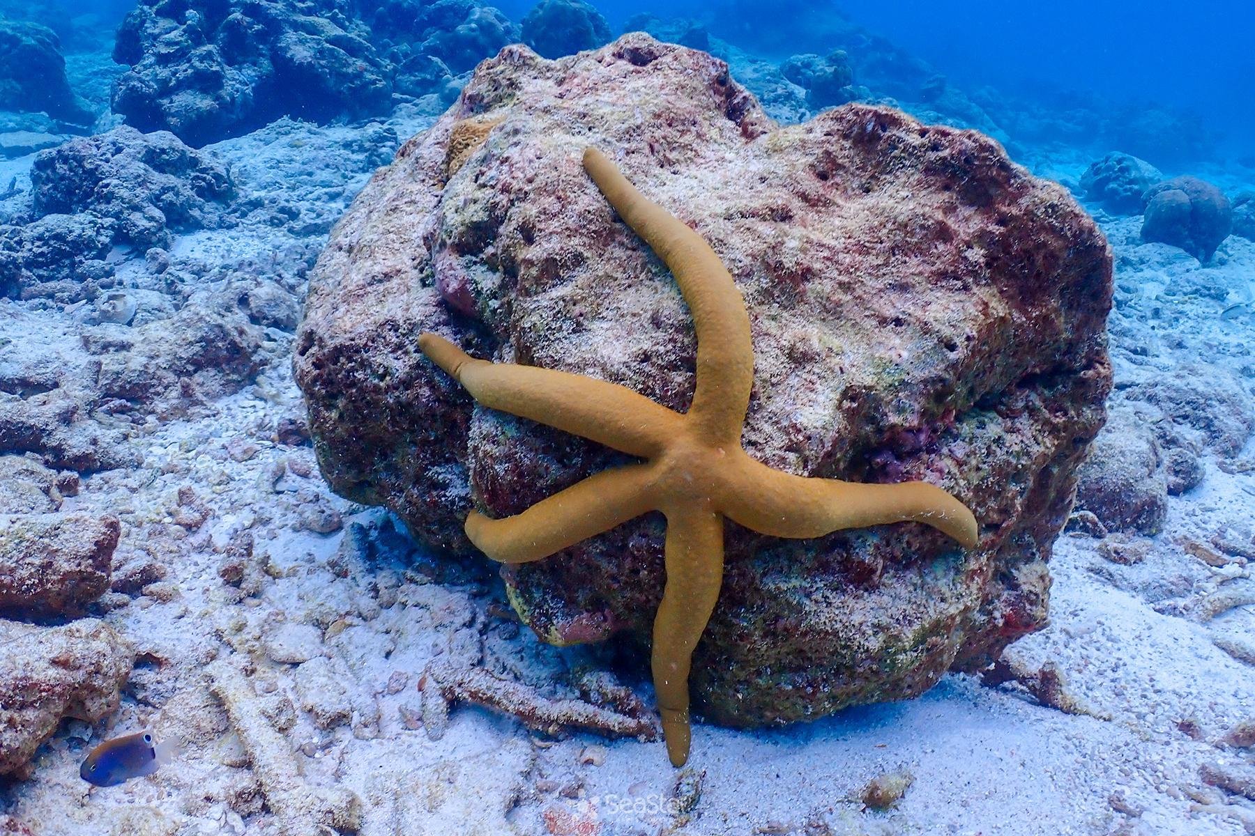 Similan Islands Full-Day Snorkeling Adventure by Speedboat from Phuket
