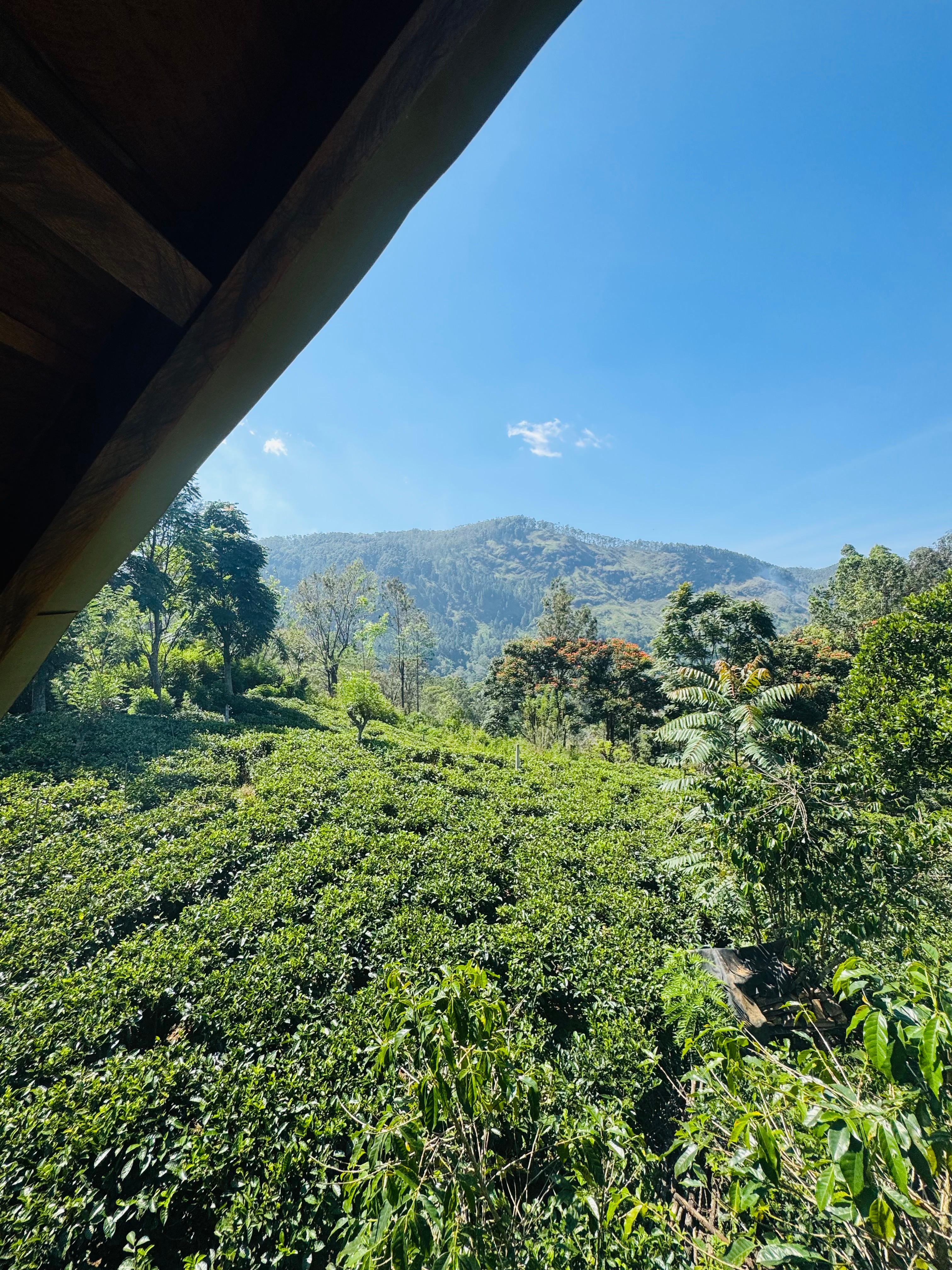 Ella: Hands-On Tea Crafting and Tasting Experience