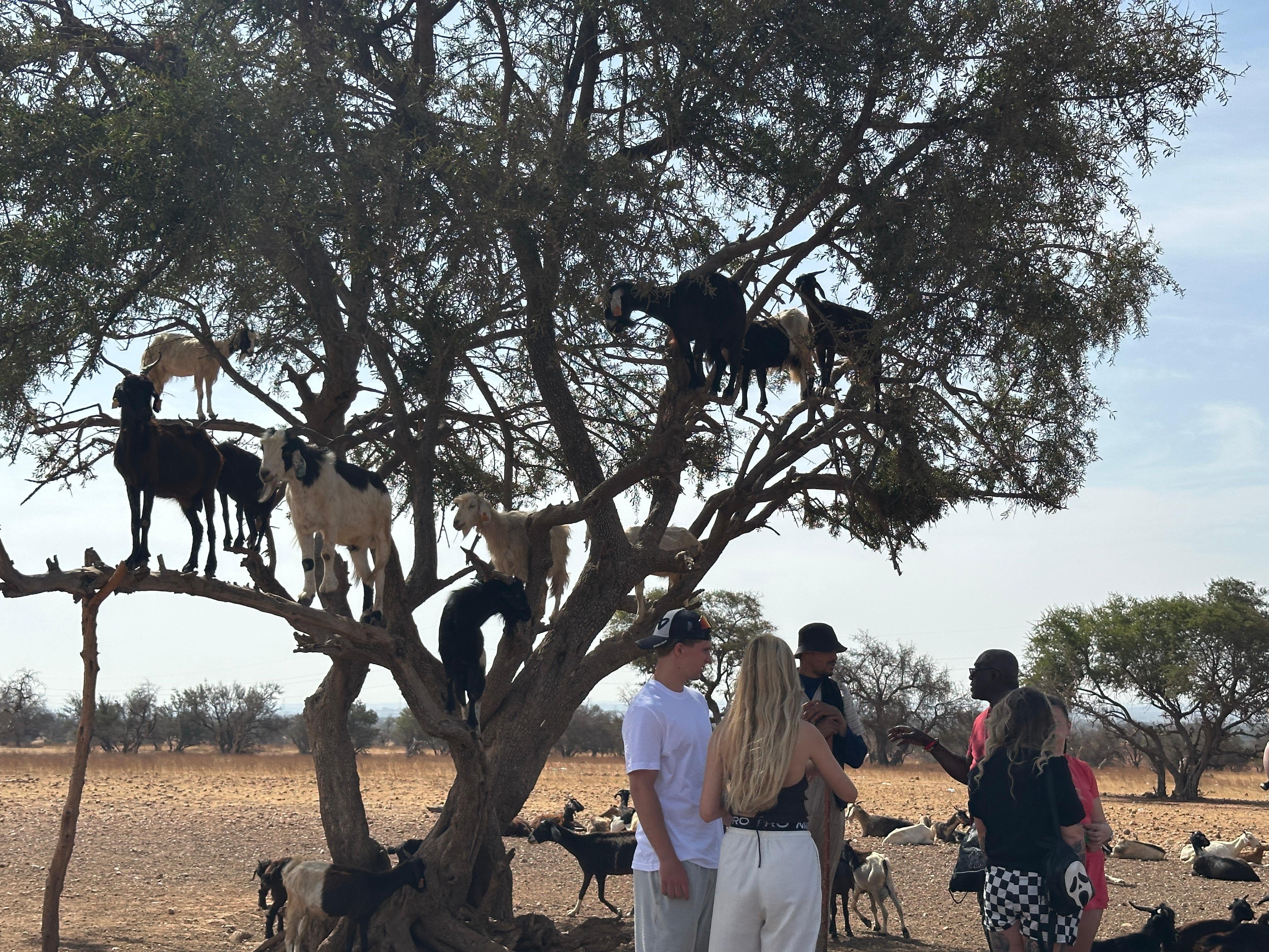 Agadir: Argan Goats and Crocoparc Excursion