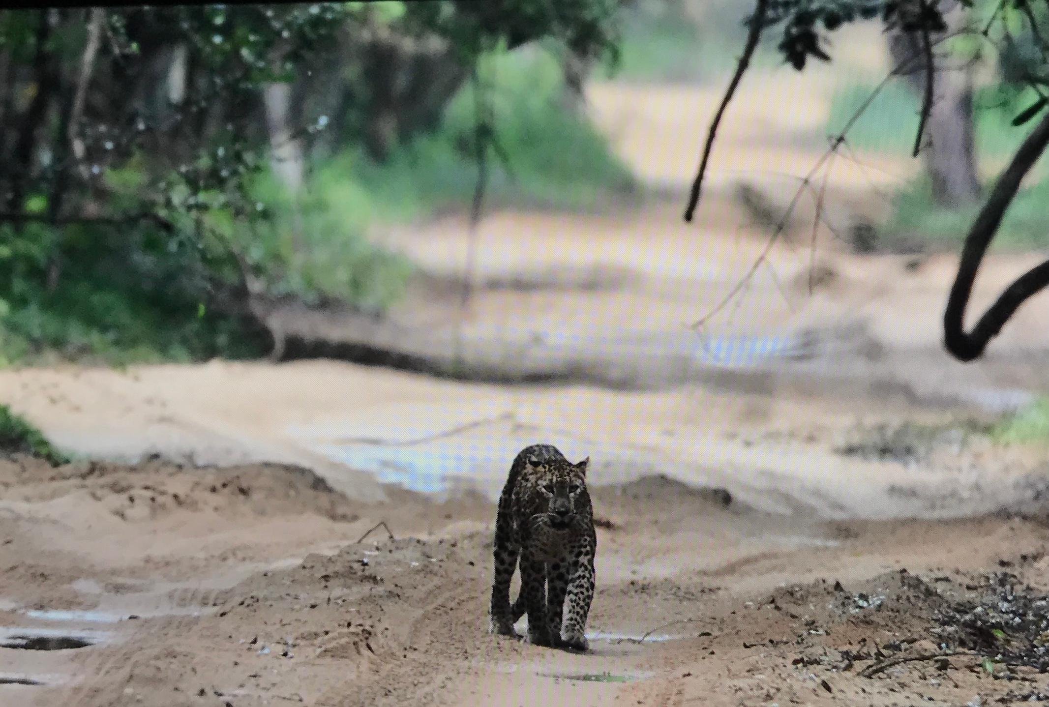 Private Wilpattu National Park Safari