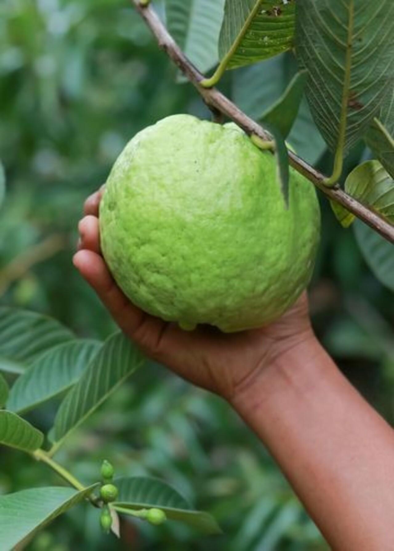 Zanzibar Private Spice Farm Tour with Local Guide