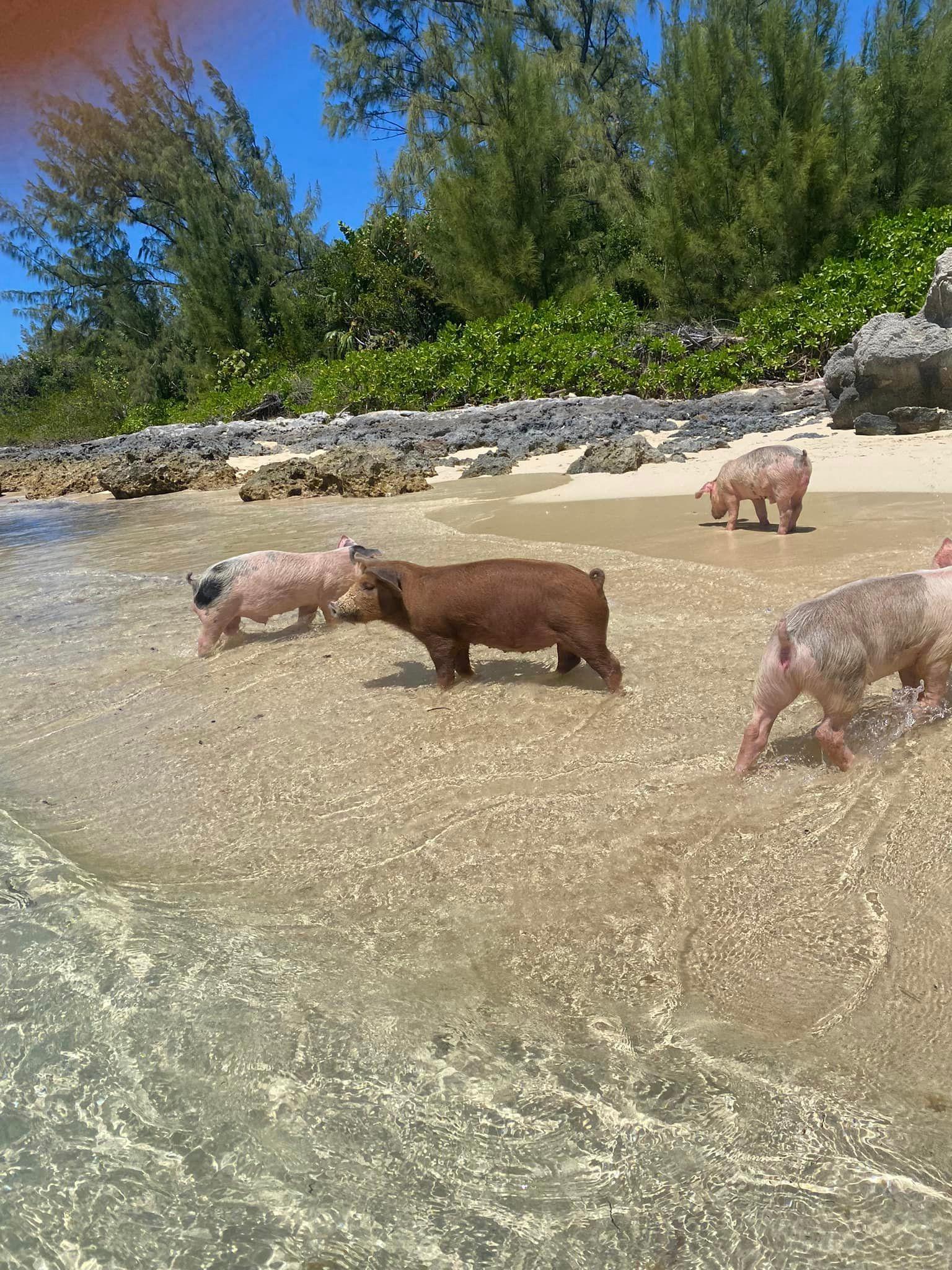 Nassau Catamaran Adventure: Swimming Pigs, Turtles & Snorkeling