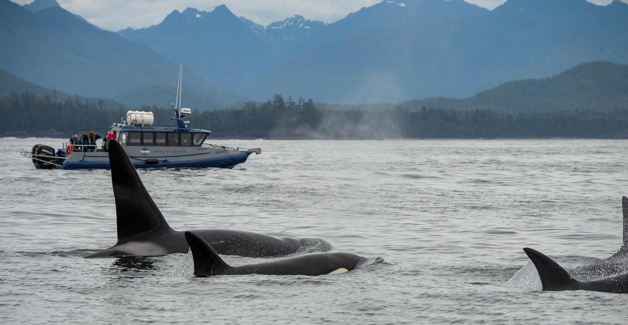 Vancouver whale watching tour — orcas and marine wildlife in the Salish Sea — image 1