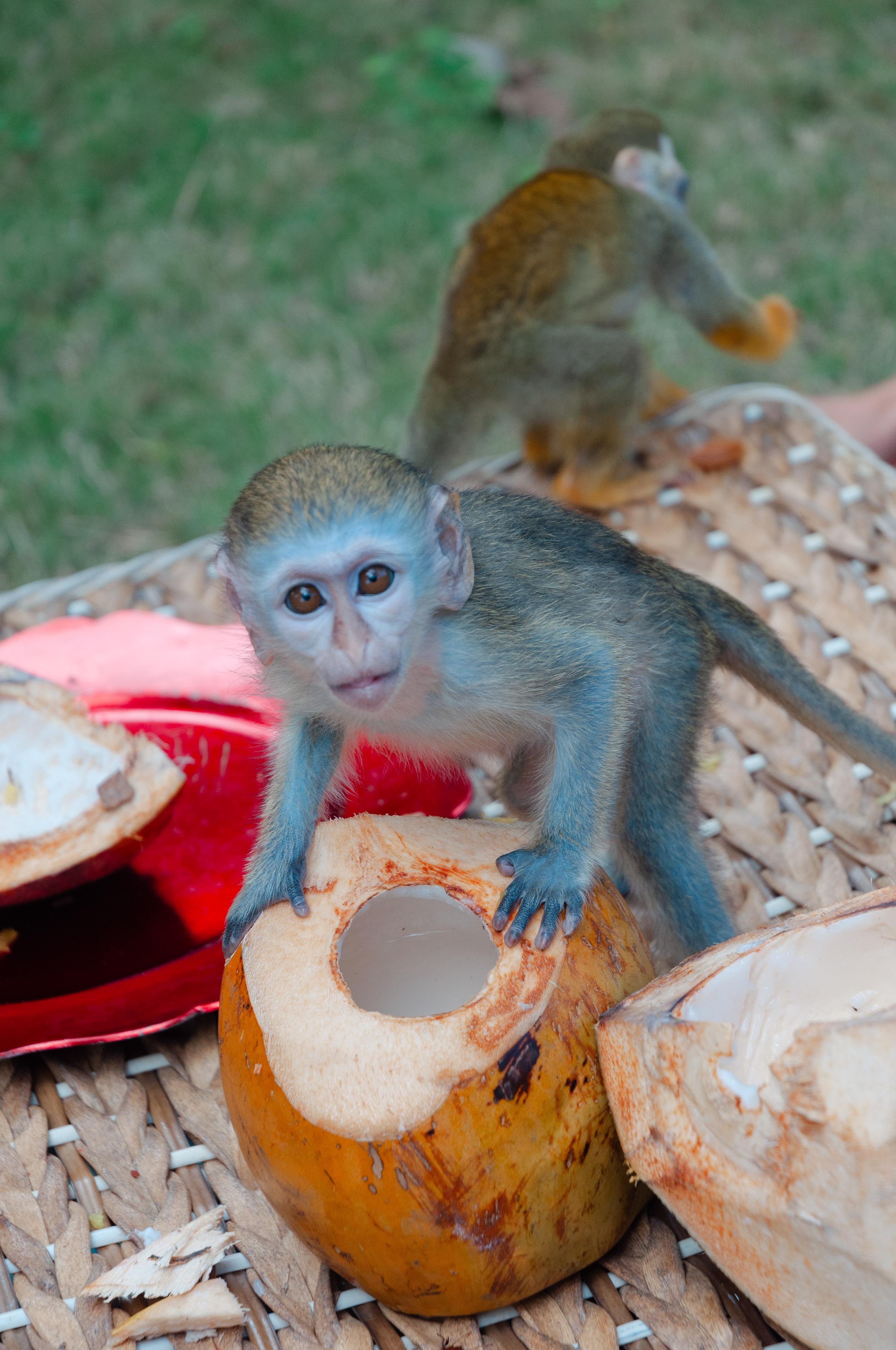 Monkey House VIP – Punta Cana Nature & Wildlife Experience