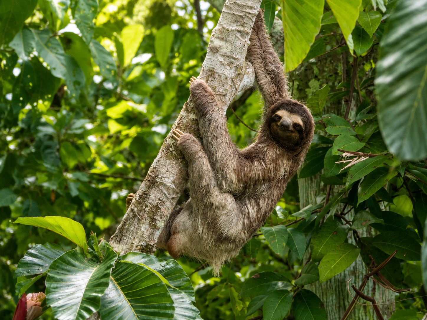 Sloth Watching & Night Wildlife Tour