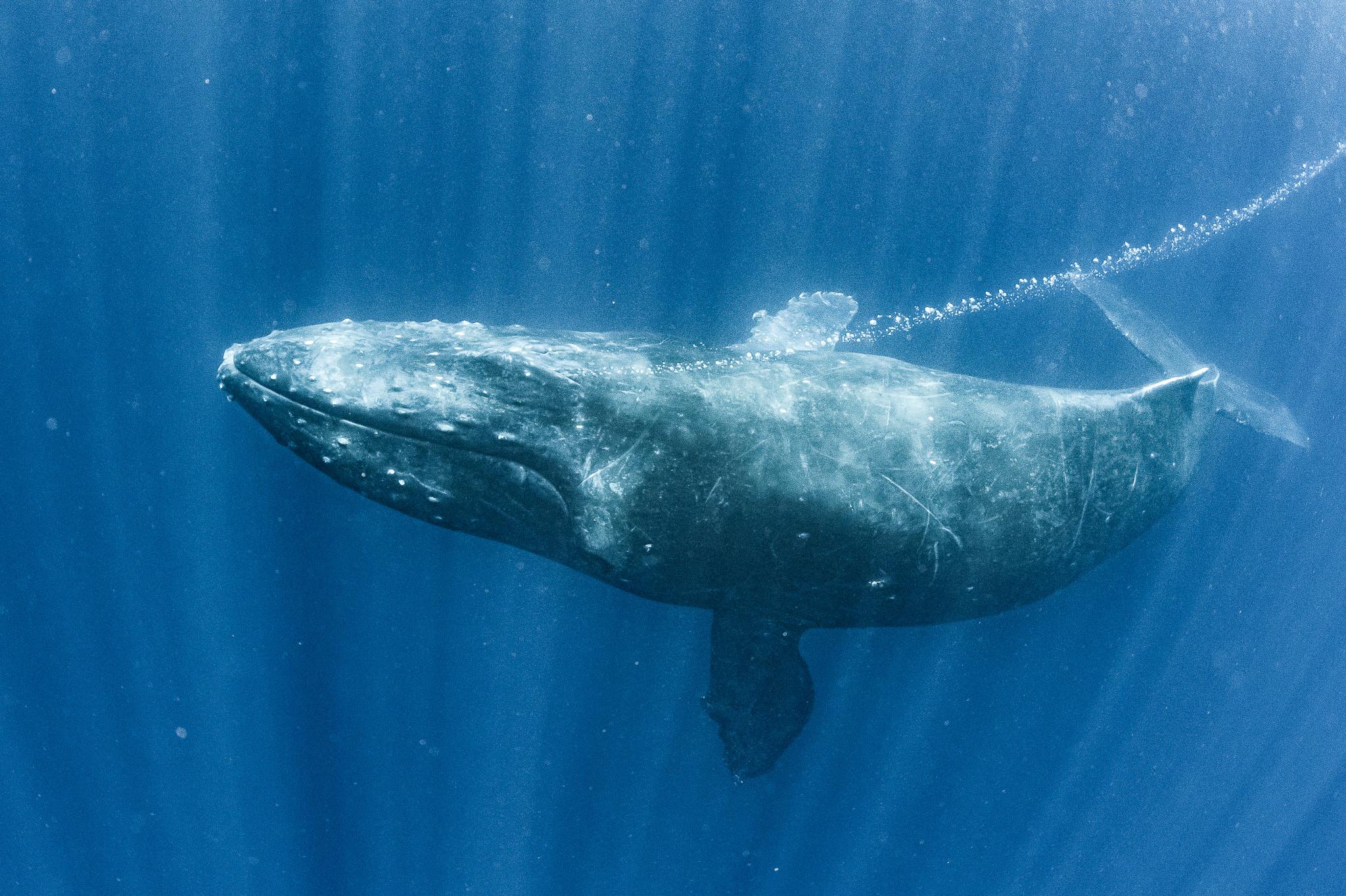 Gold Coast: Whale Watching Cruise & Sea World Entry